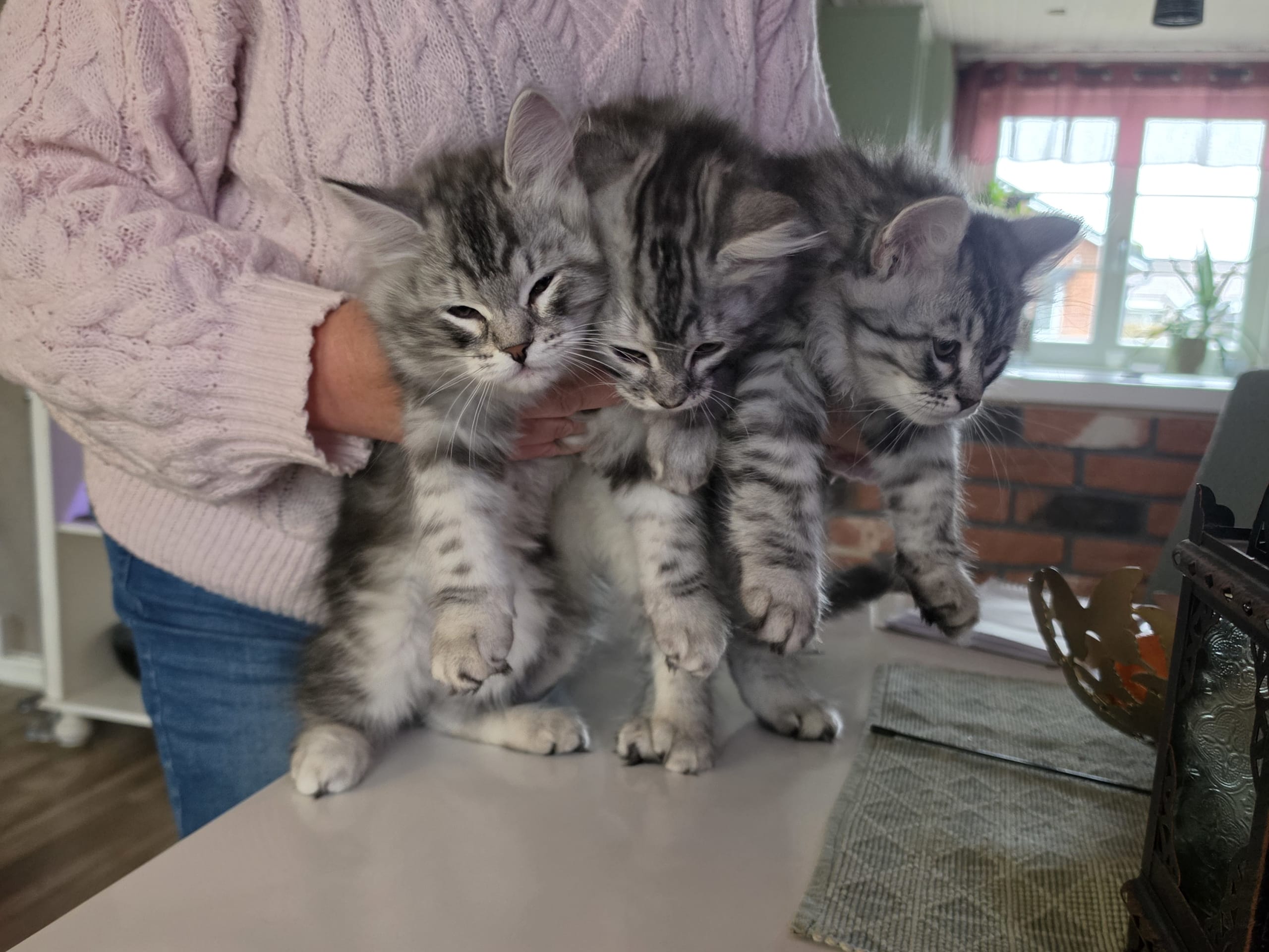 Sibirsk skogkatt · Trelleborg · SE*Gislövs Sibiriska katter