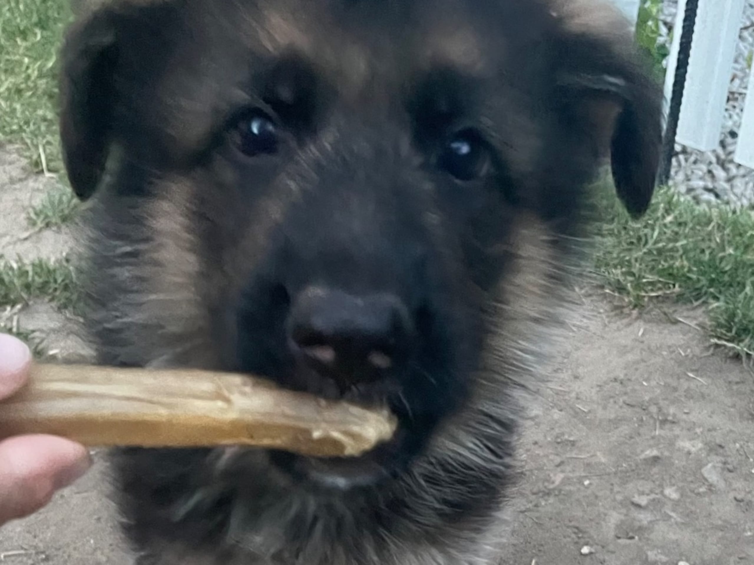 Schæferhund · Marieholm · Birgdahls