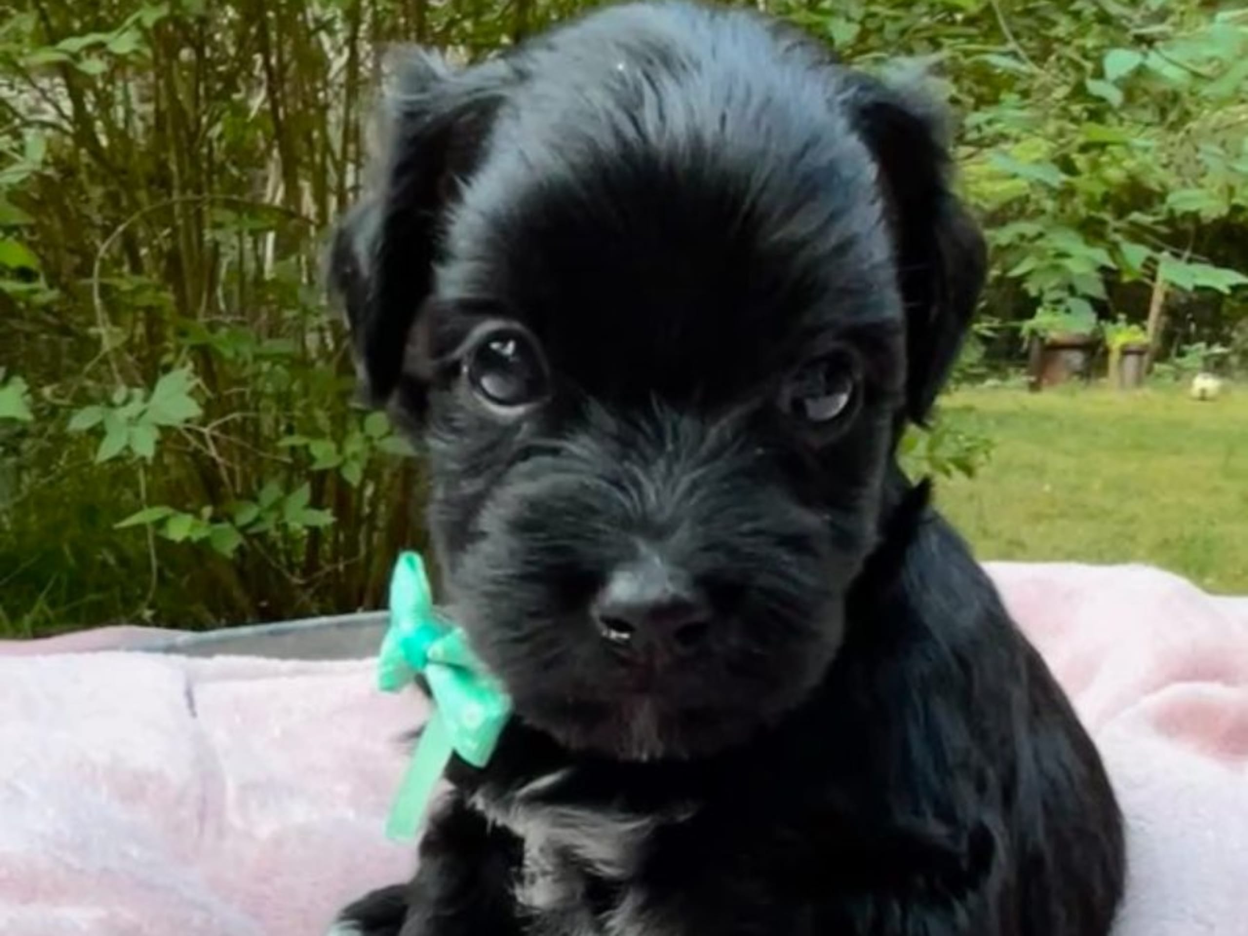 Bichon havanais · Veberöd · Hedbergs Härliga