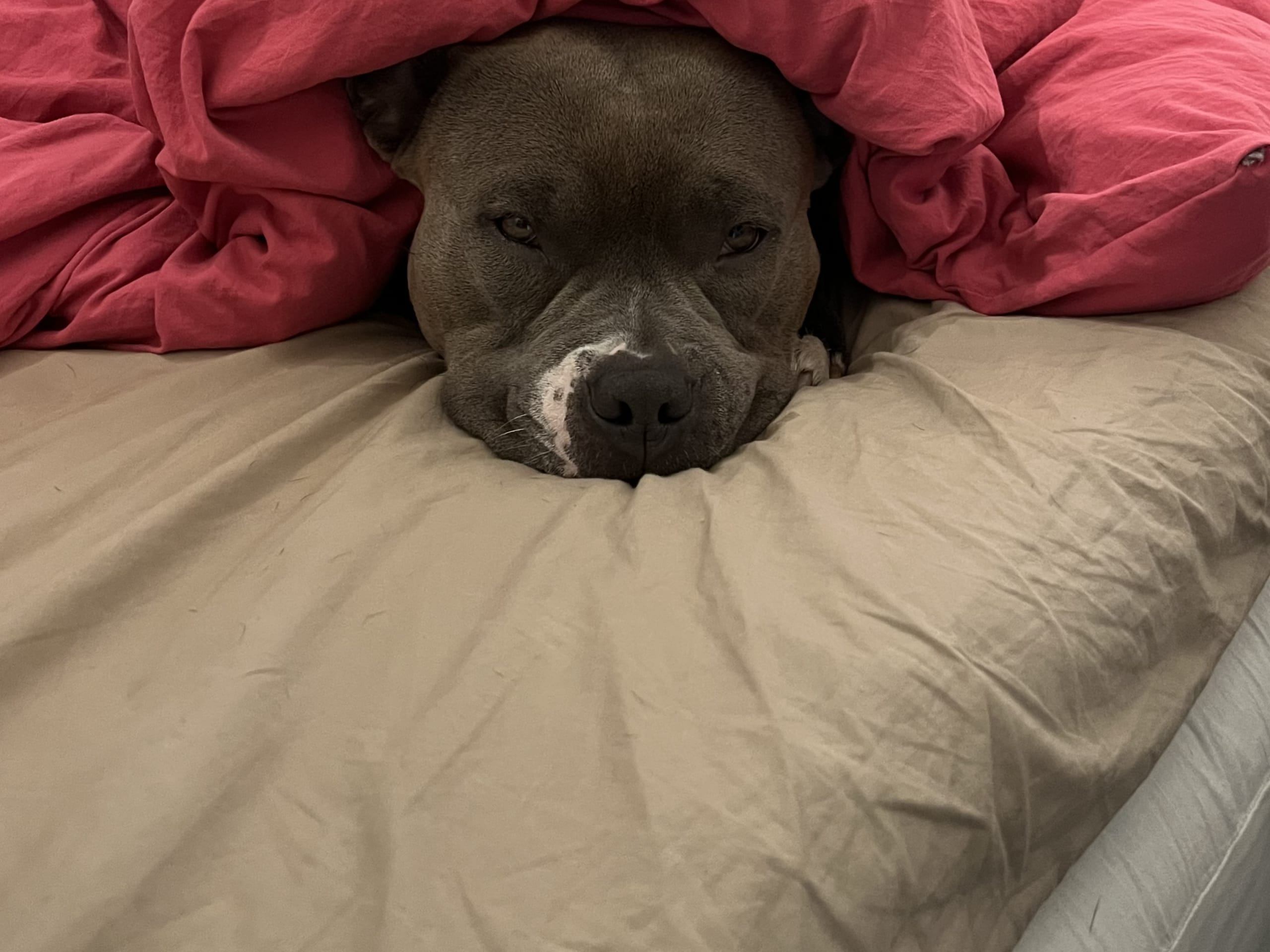 American bully · København · Joan J.