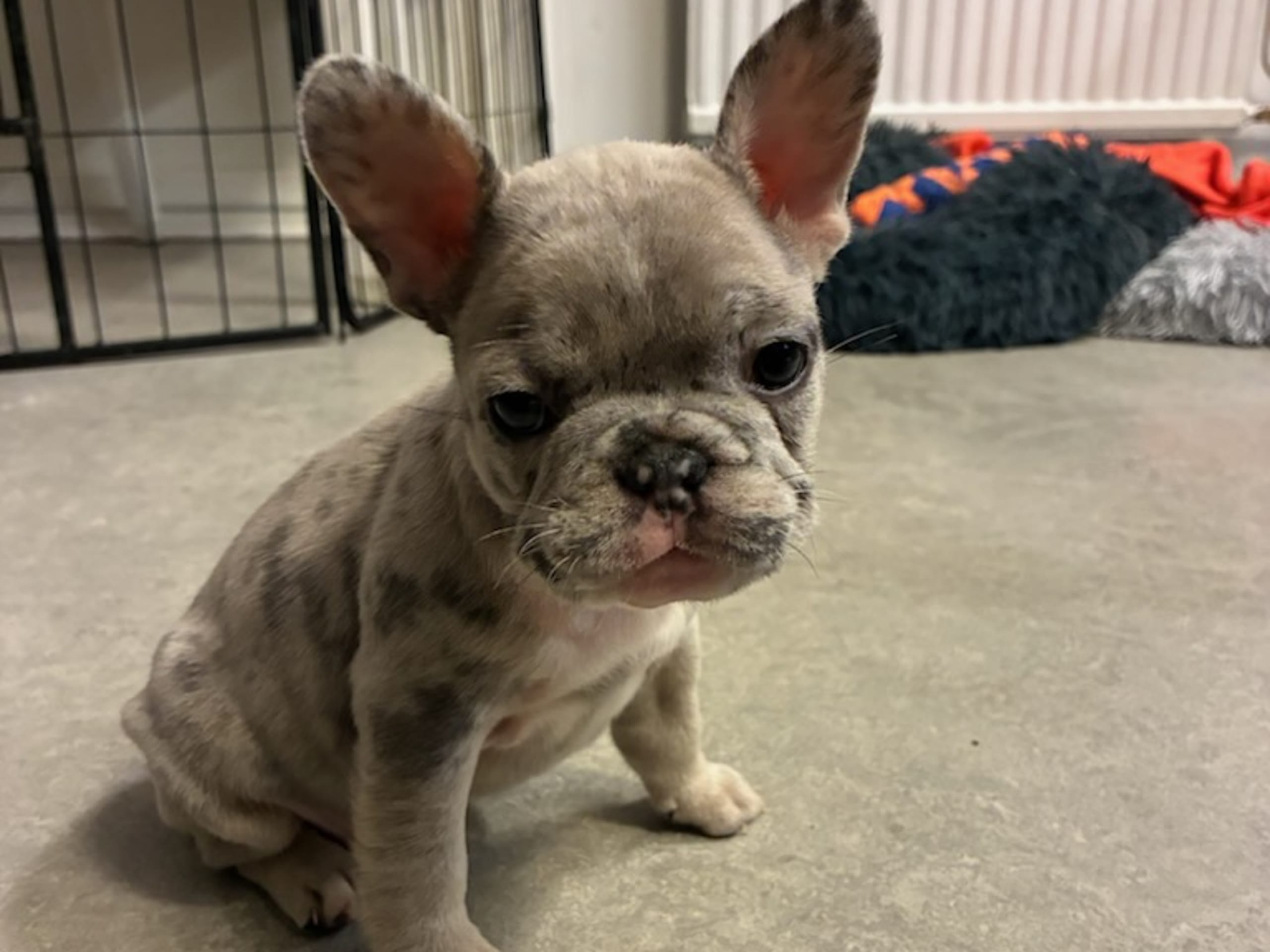 Fransk bulldog