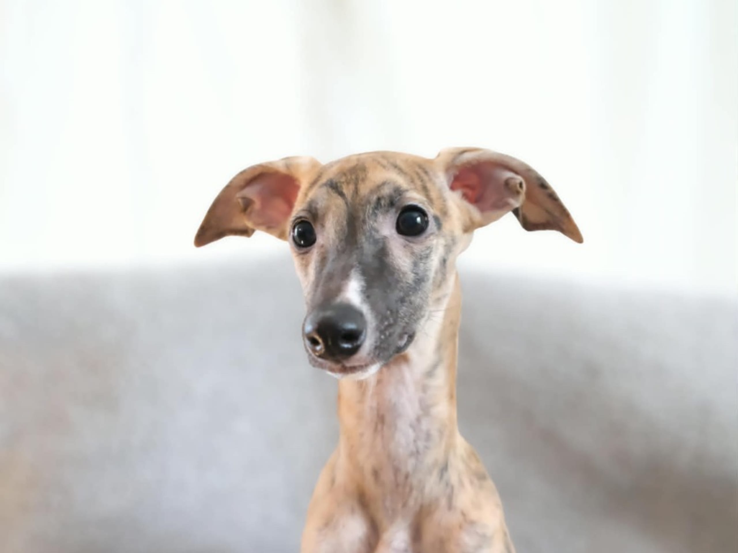 Whippet