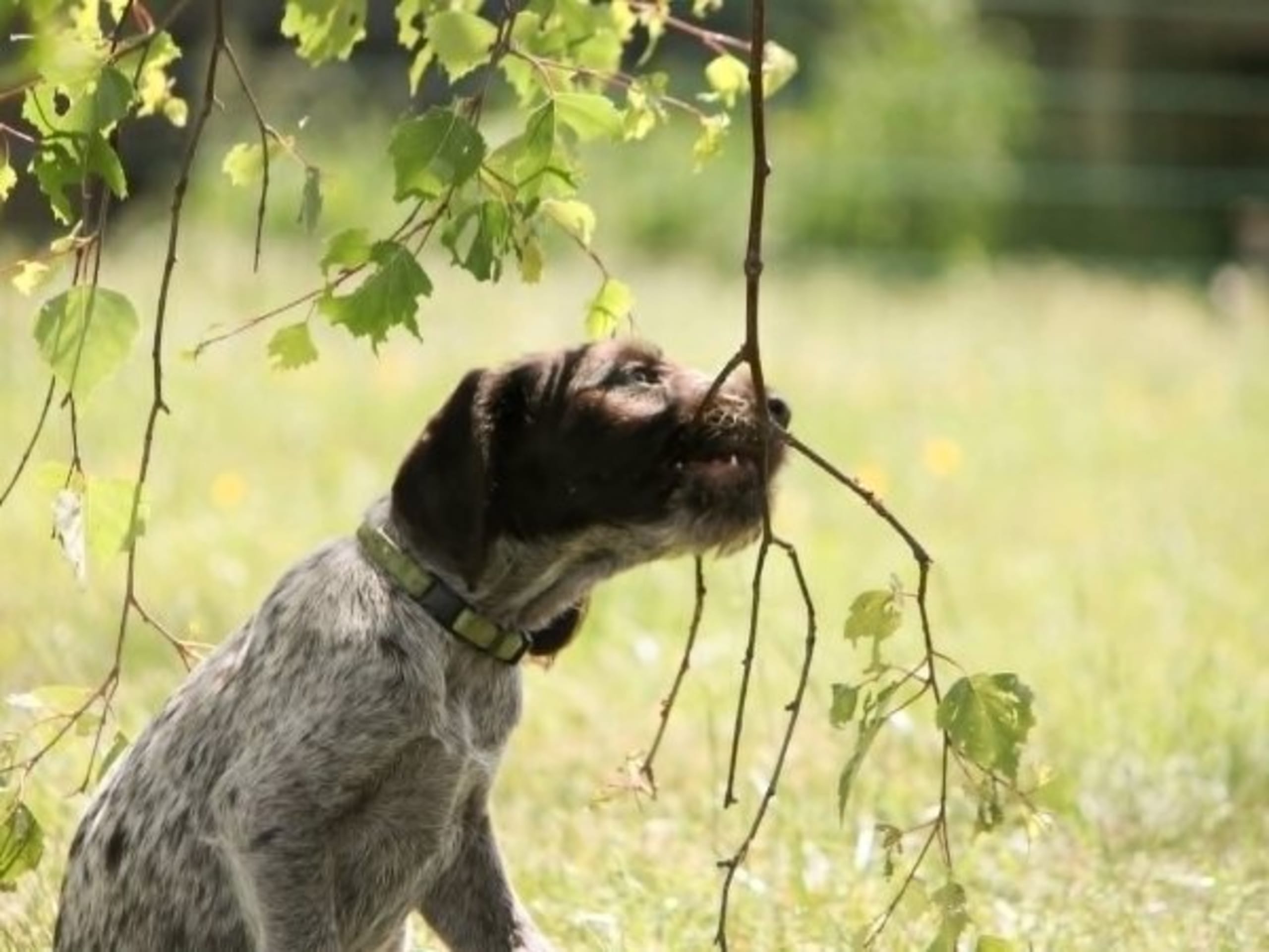 German Shorthaired Pointer (Vorsteh) · Höör · Brevikens