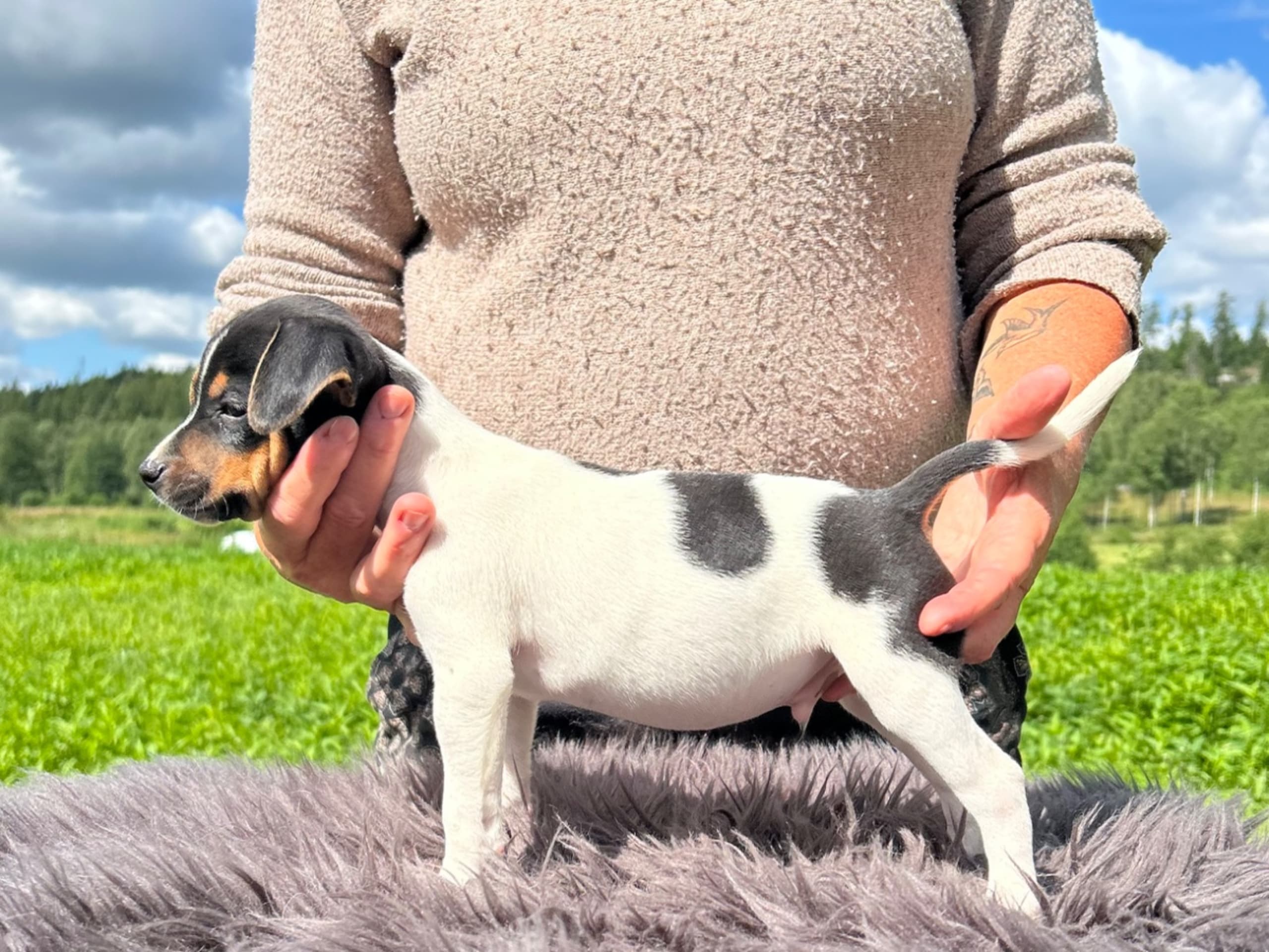 Danish Swedish Farmdog · Älekulla · Lillhovens