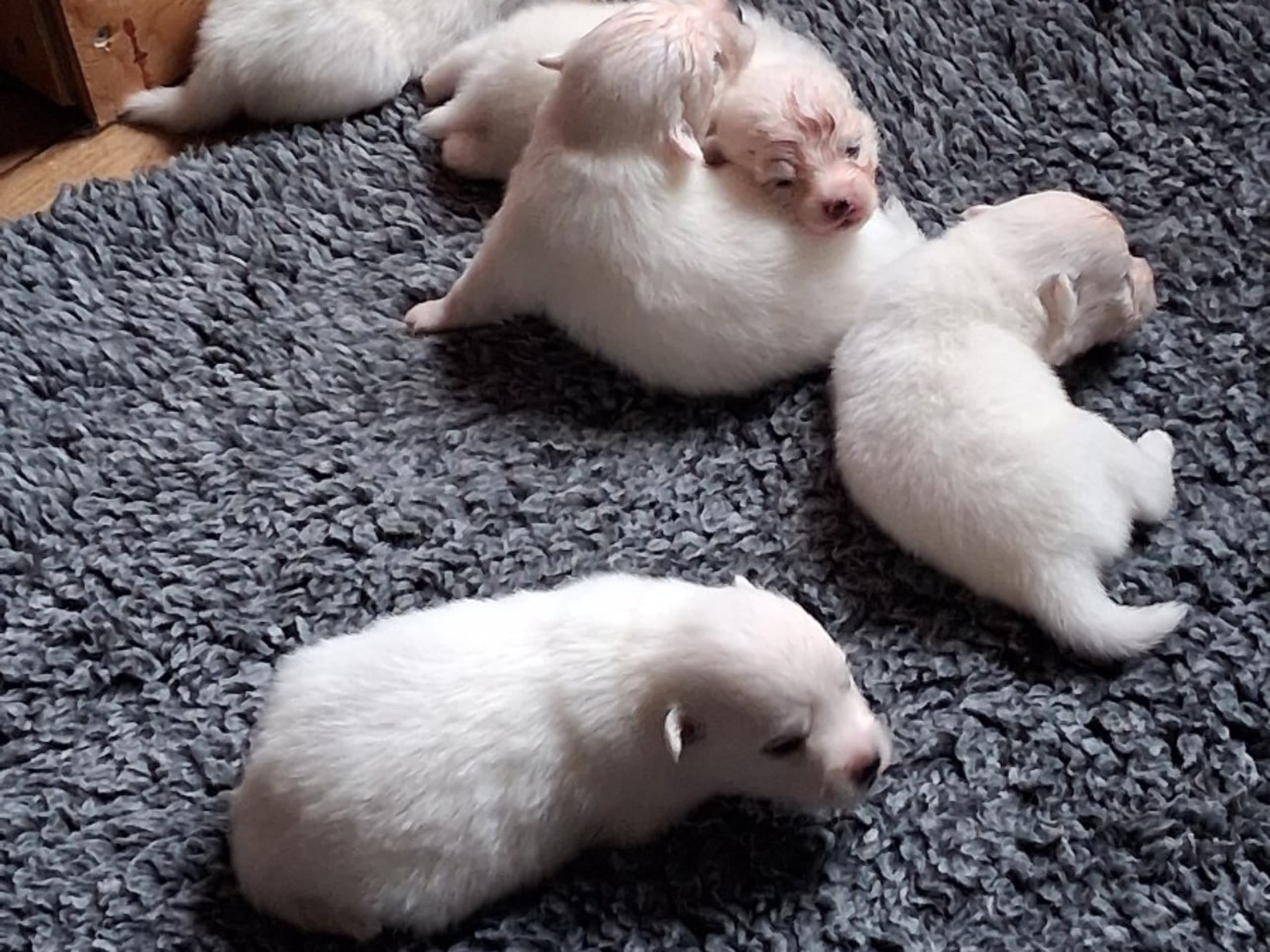 Japanese Spitz · Kristdala · Kennel Alegros