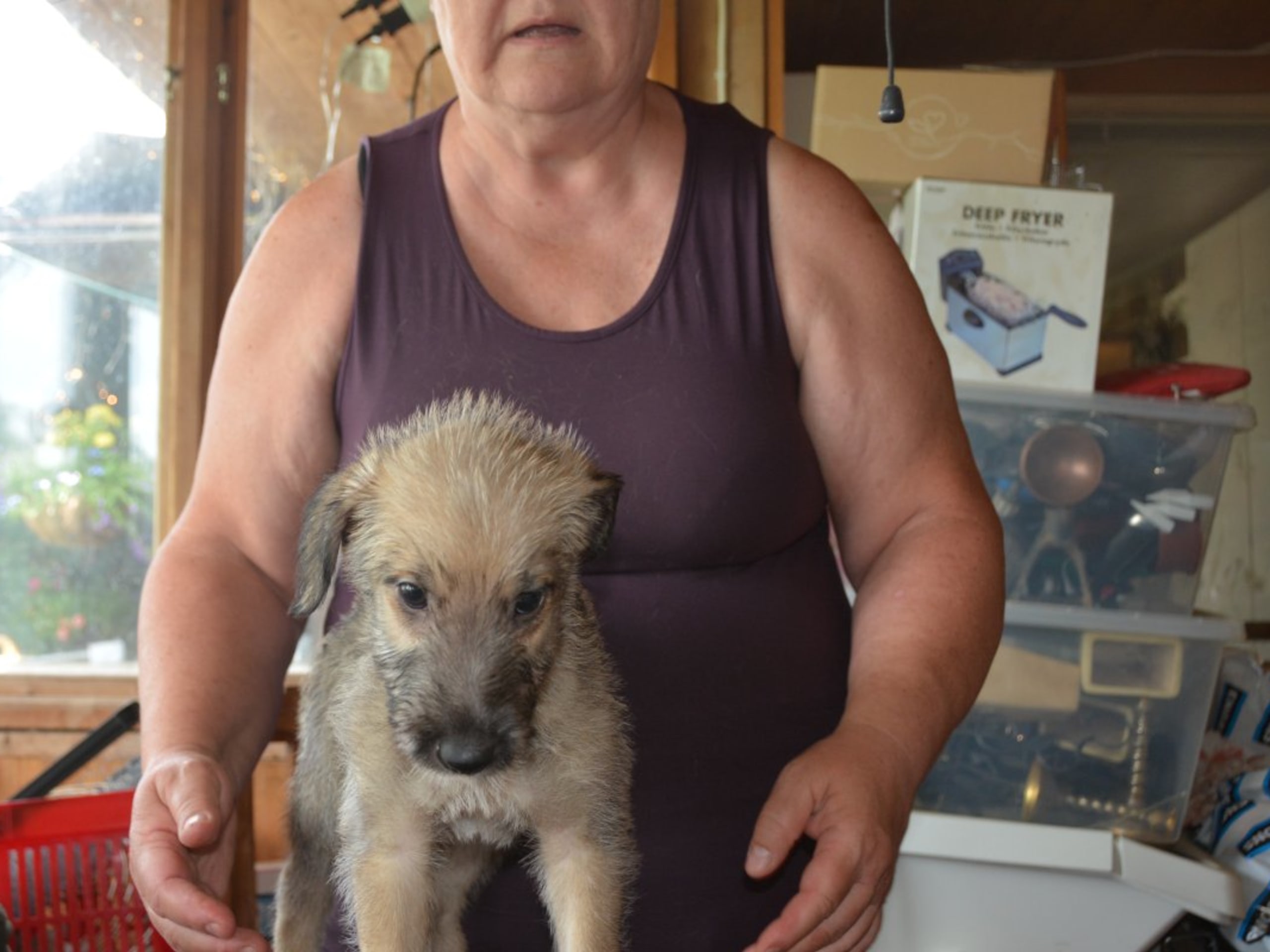 Irish Wolfhound · Stora Levene · Åkerö's