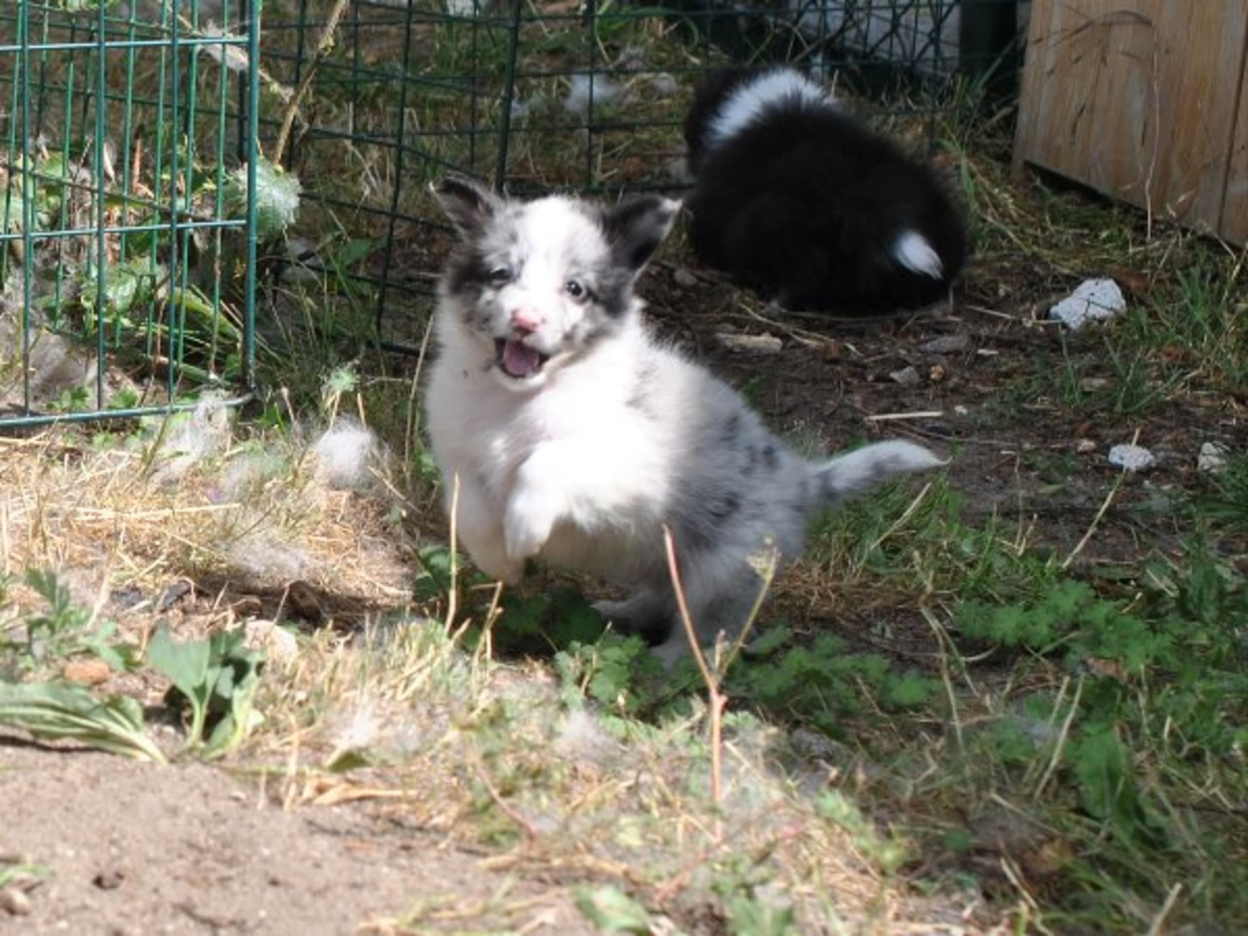Shetland Sheepdog · Skurup · Quipus kennel