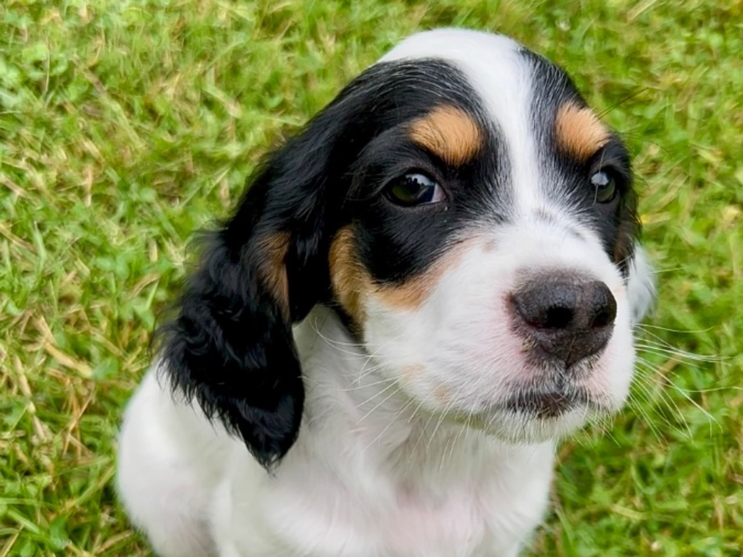 English Setter · Gnesta · Peter Af Uhr