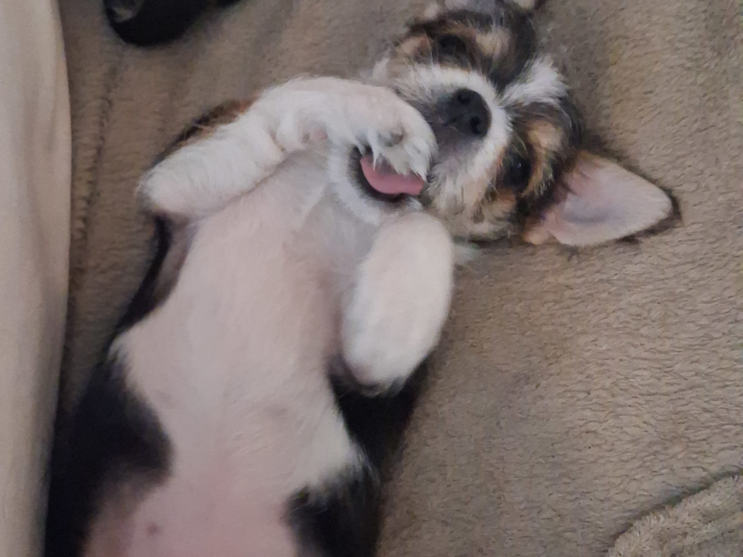 Yorkie malteser shi tzu og chih blanding · Hønefoss · Linda Regine Hauge S.