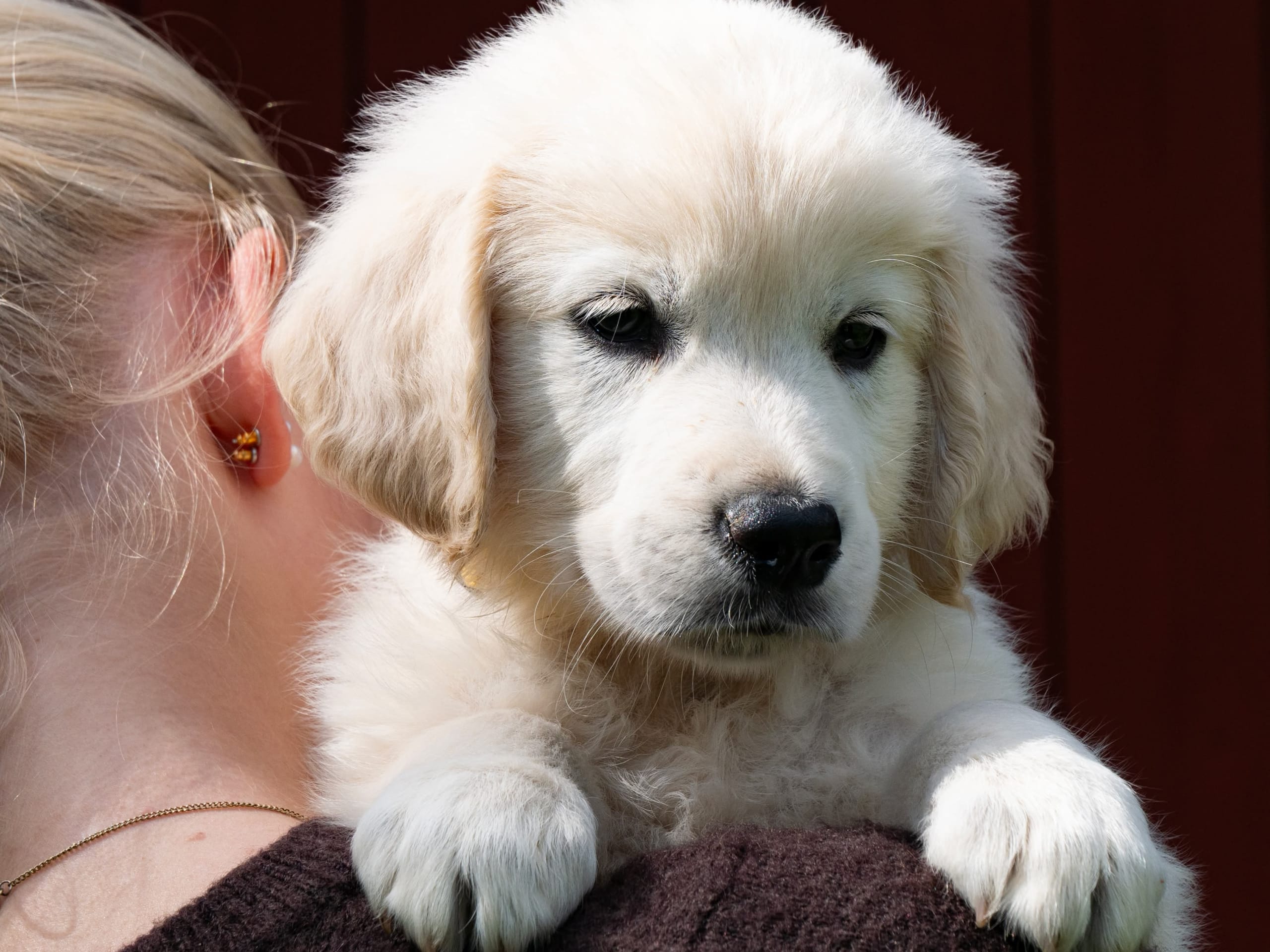 Golden Retriever · Svenshögen · Dream Max
