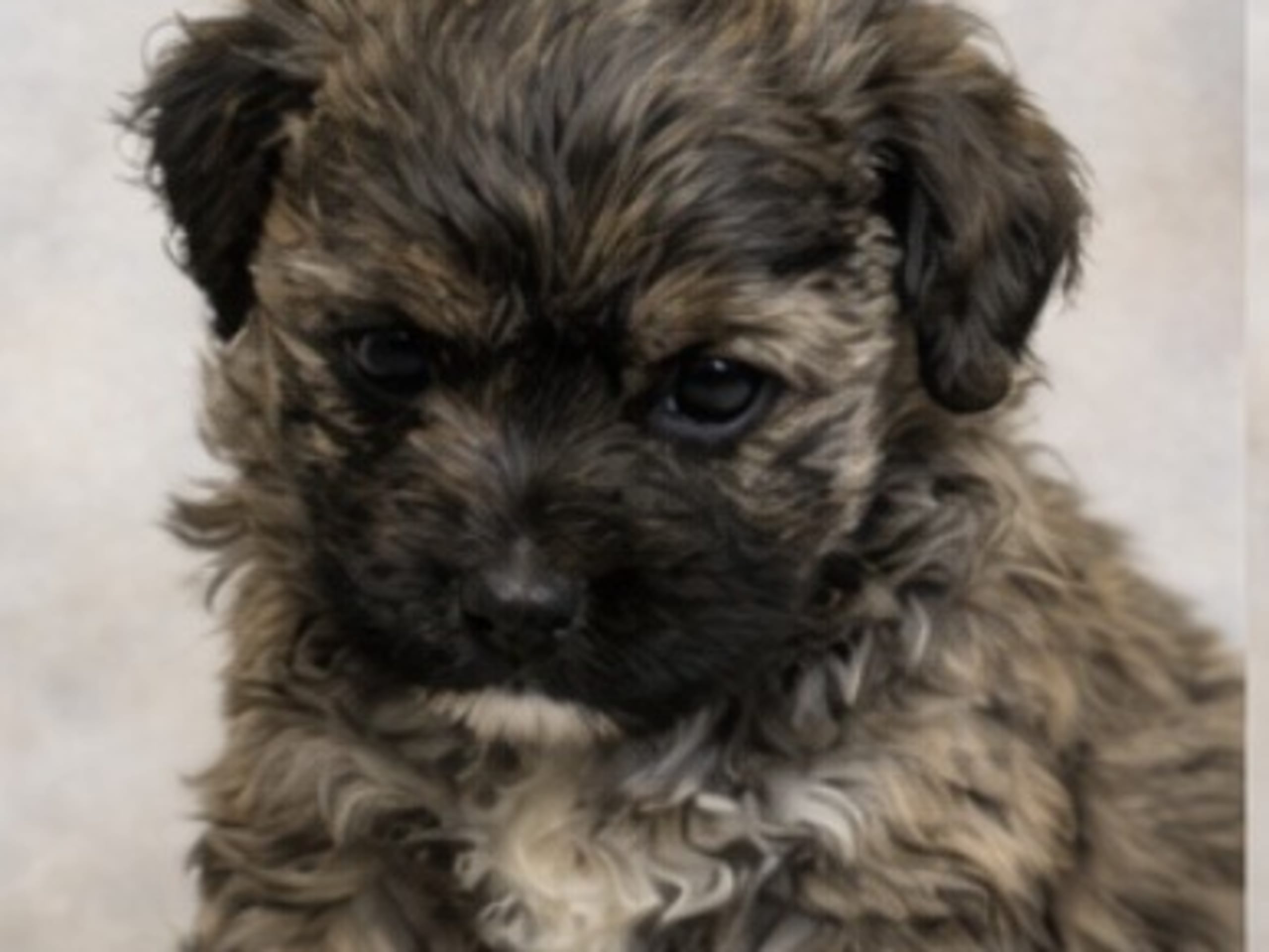 Havapoo · Väring · Vaktmästarboställets kennel