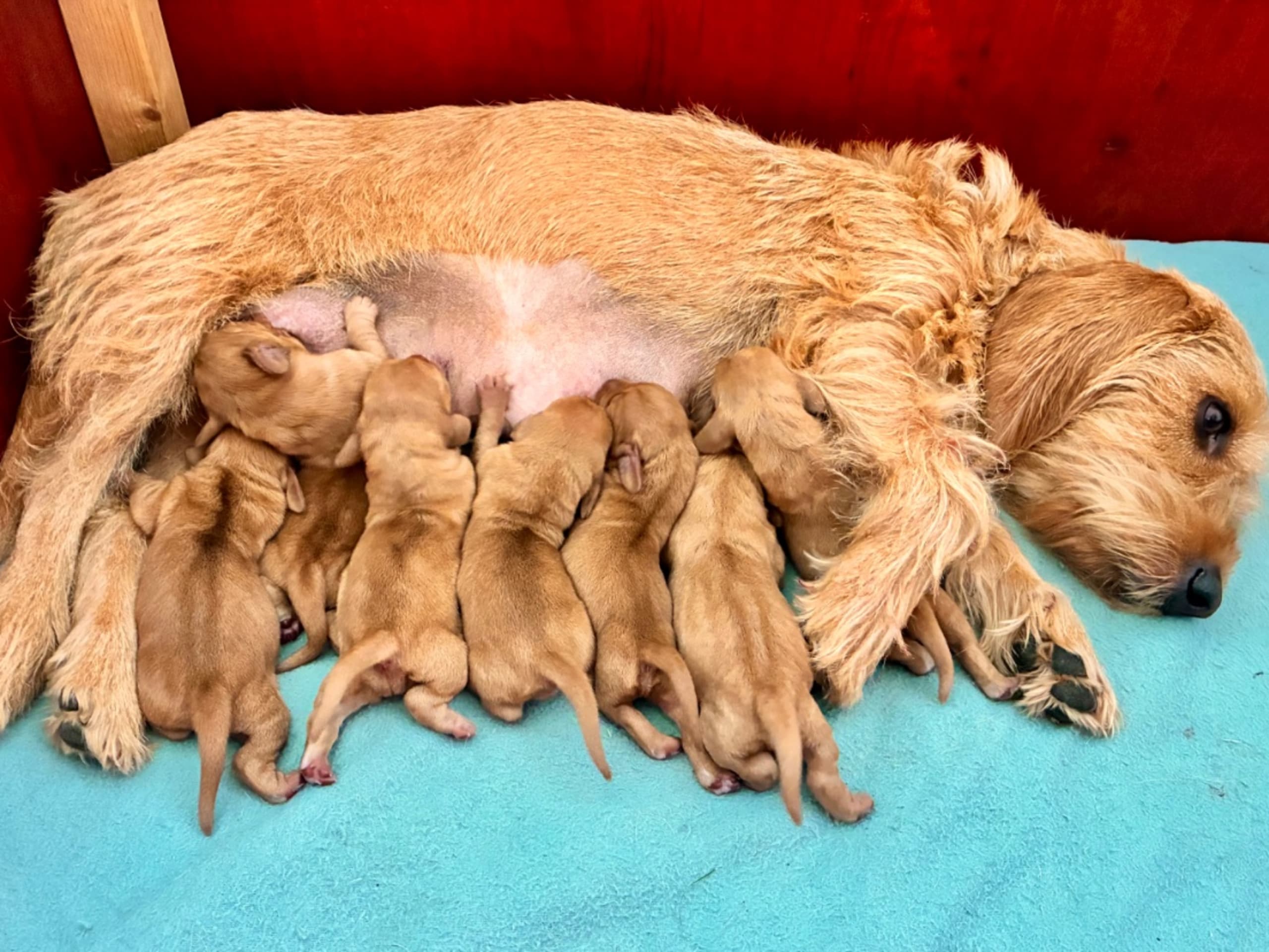 Basset fauve de Bretagne · Tyringe · Edendahls