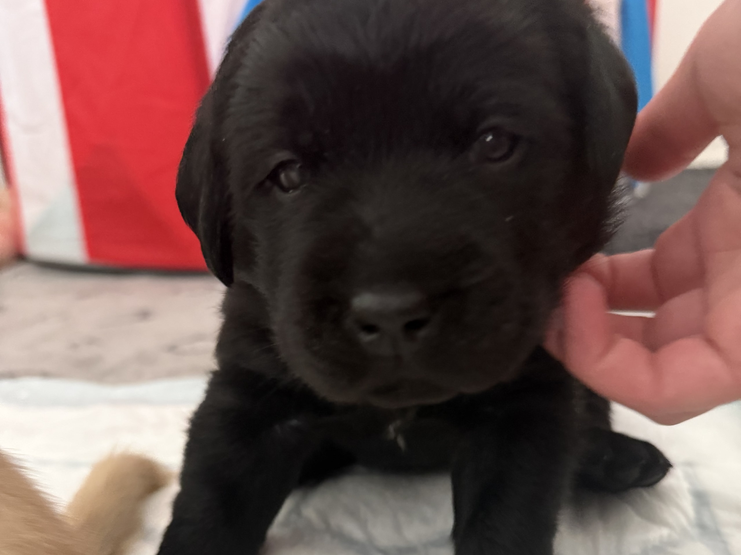 Labrador Retriever · Svärtinge · Blankgölens kennel