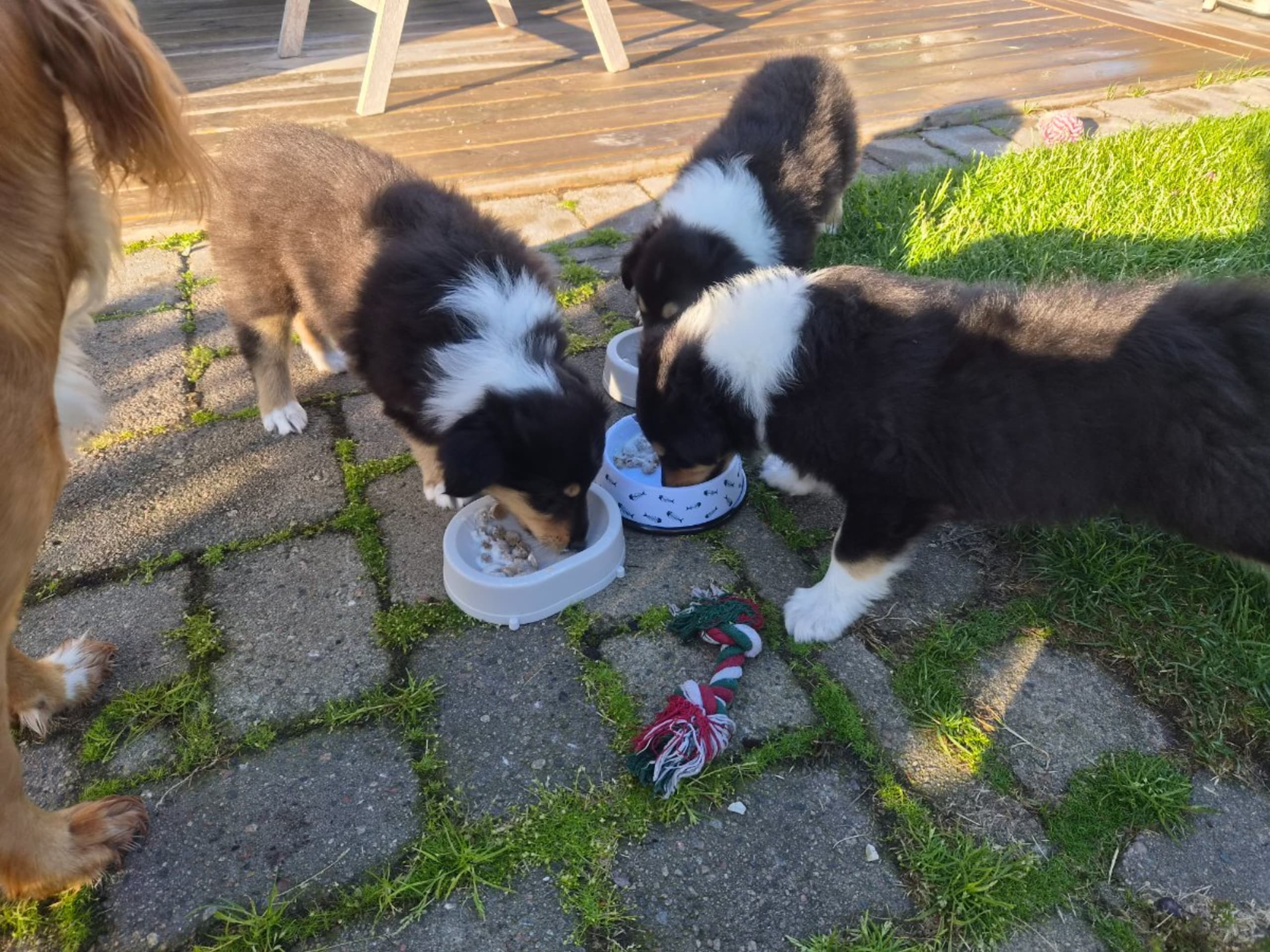 Collie · Kvibille · Damaianus