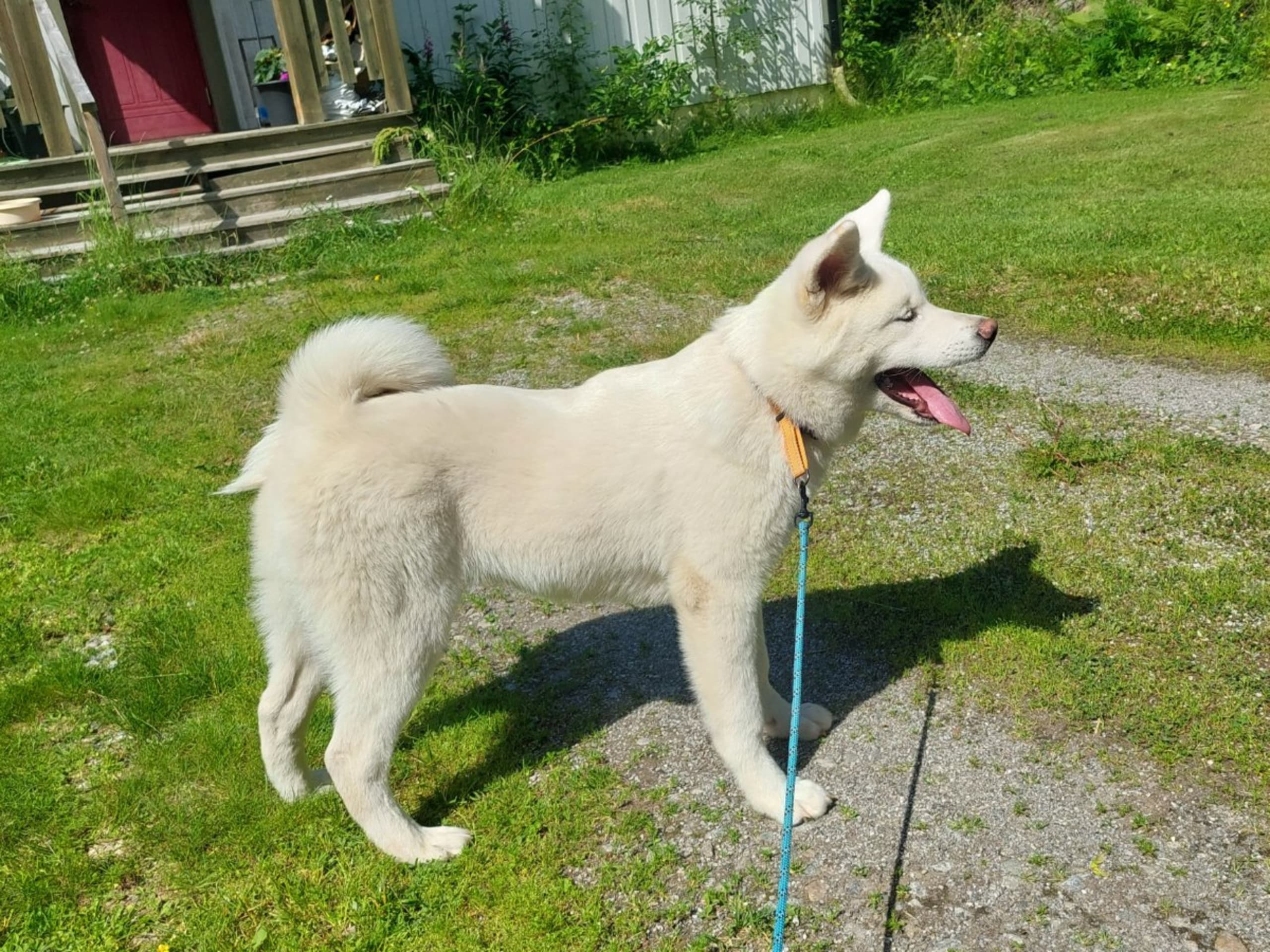 Akita · Dorotea · Krayon's kennel