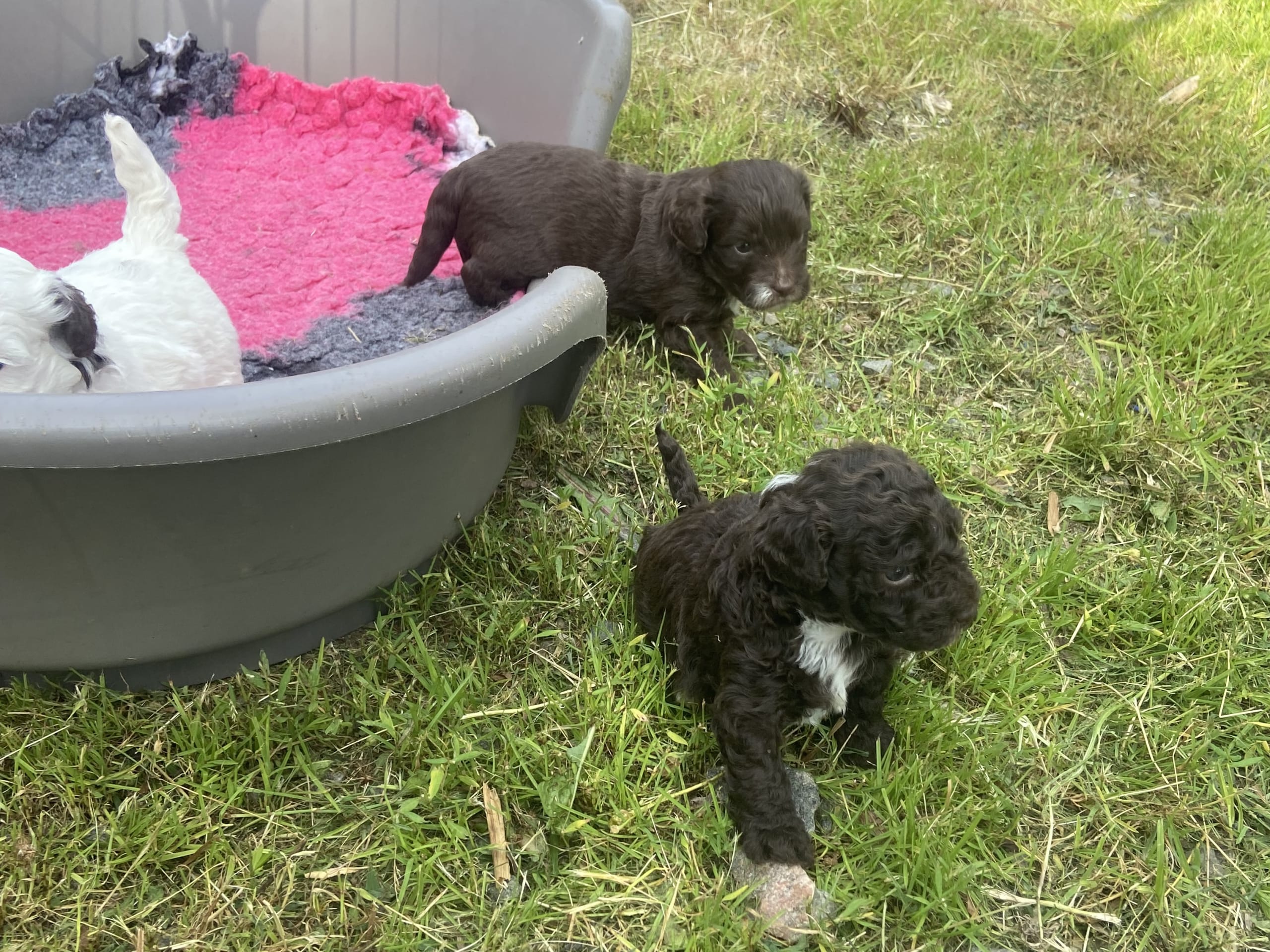 Shihpoo · Nol · Lyckliga Vovven
