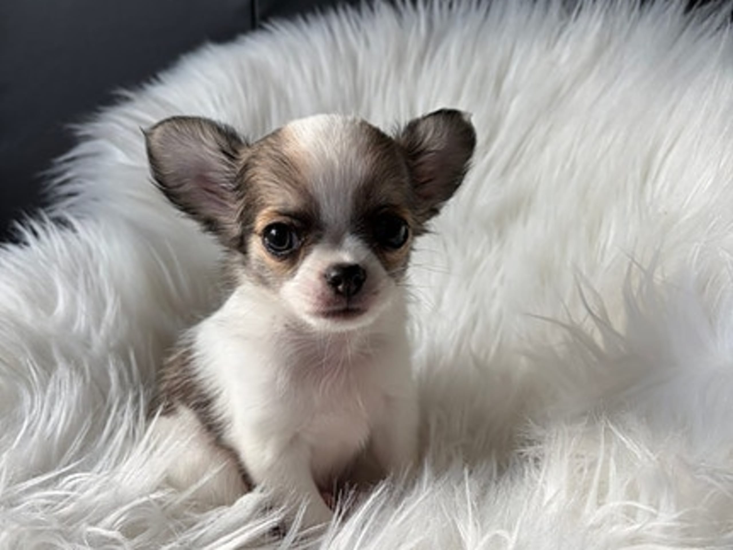 Chihuahua · Jonsvatnet · Sissel Bergdal