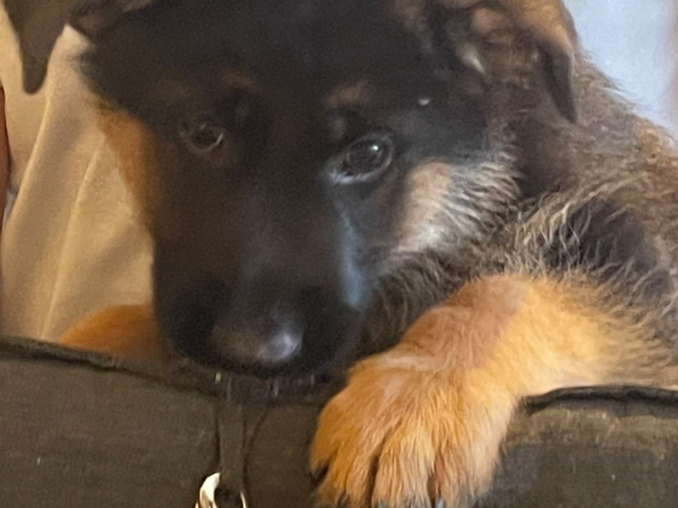 Schæferhund · Marieholm · Birgdahls