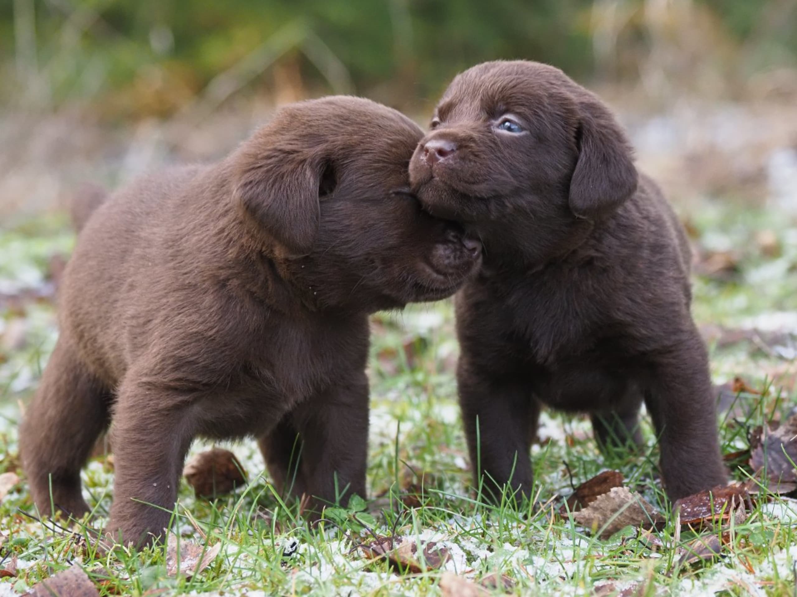Labrador retriever