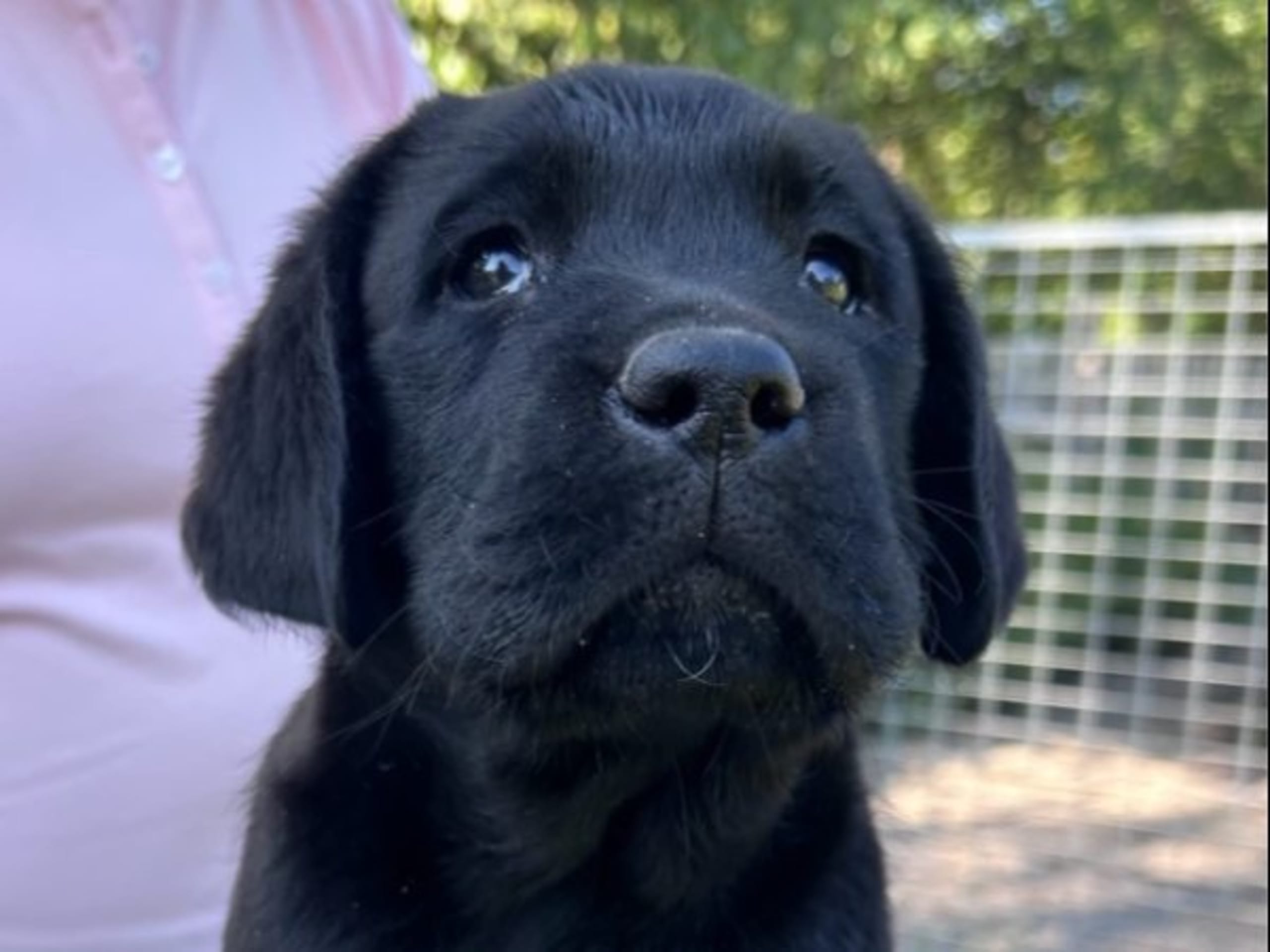 Labrador retriever