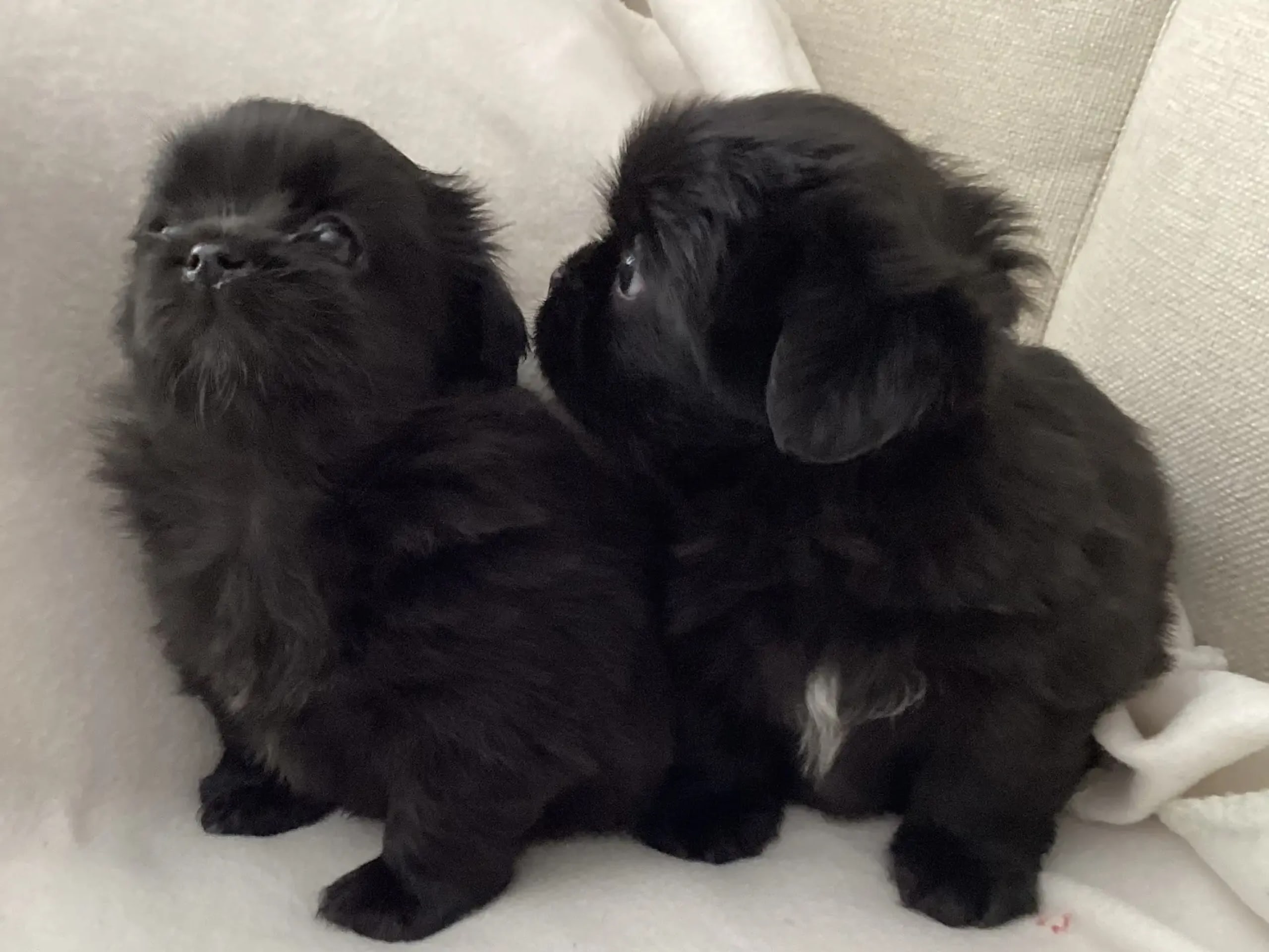Tibetan Spaniel · Lindesnes · Reidun Kvamsø