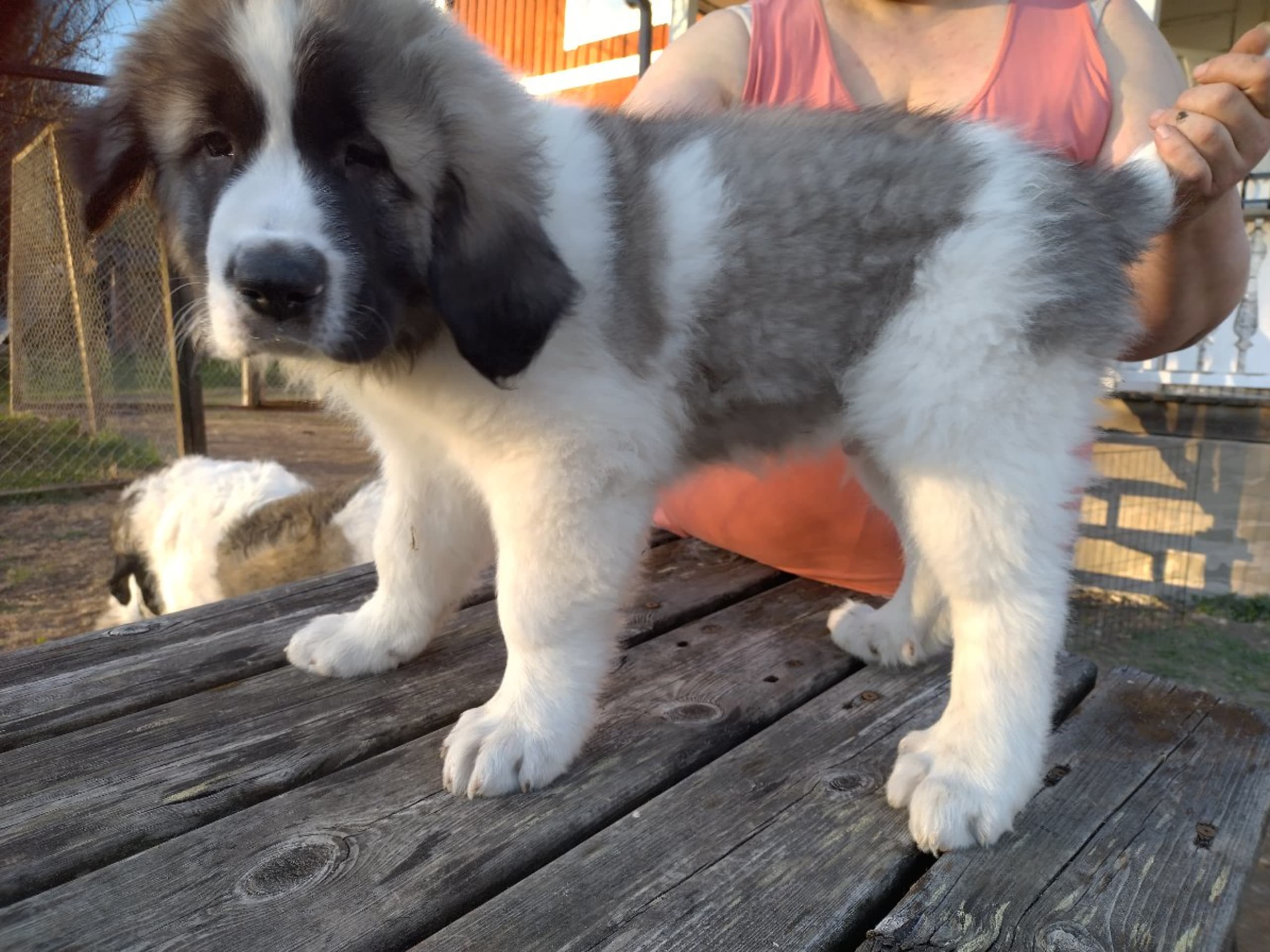 Pyrenean Mastiff · Grängesberg · Dulanilo's