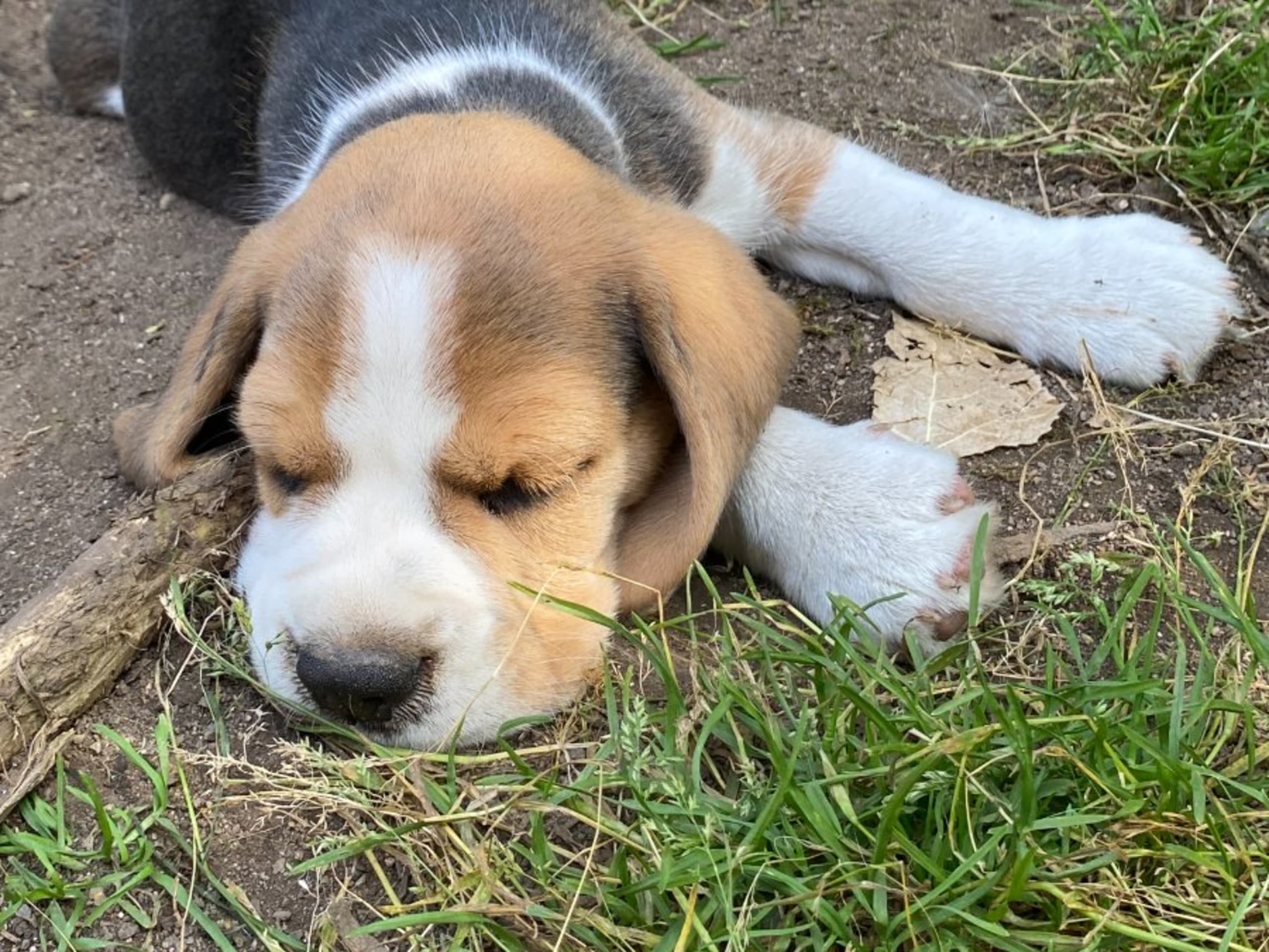 Beagle · Hallstahammar · Lena Linder