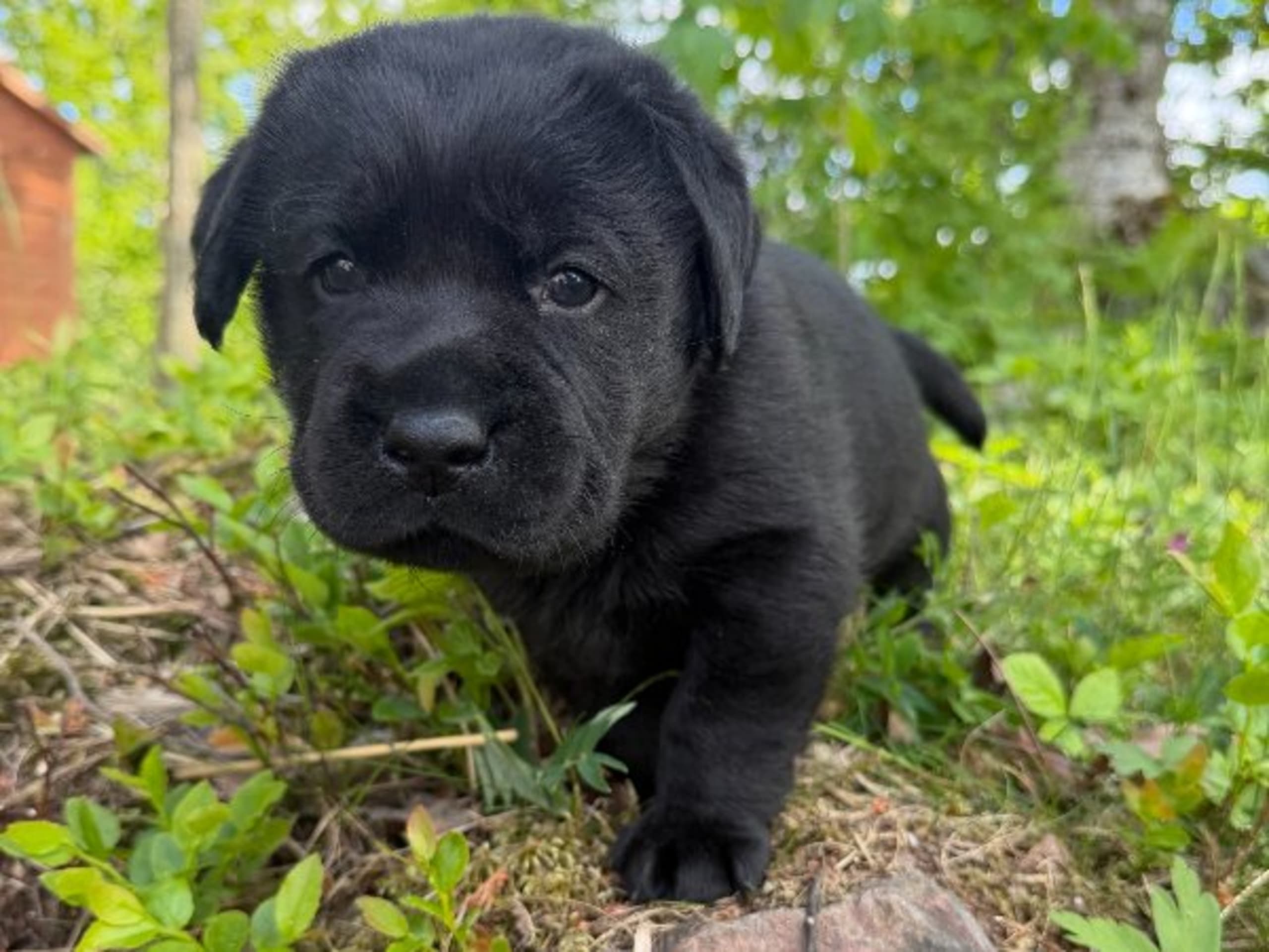 Labrador retriever