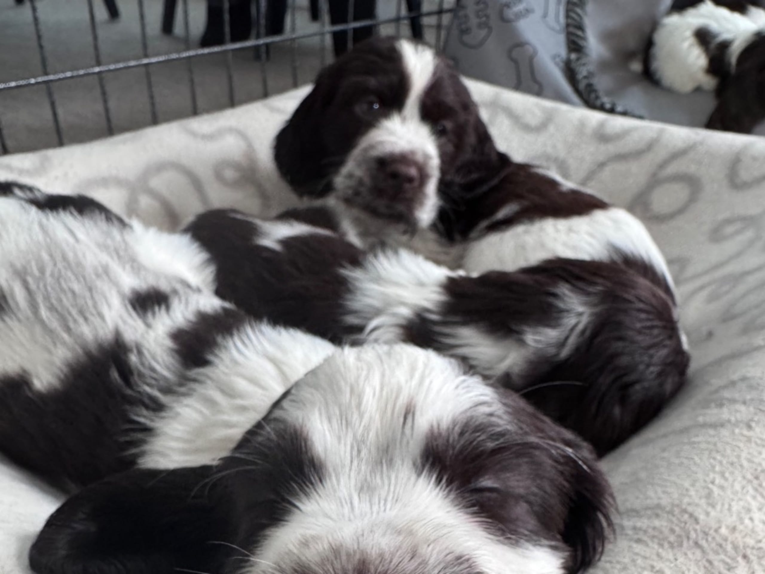 English Springer Spaniel · Stenhamra · Happy Joyrides