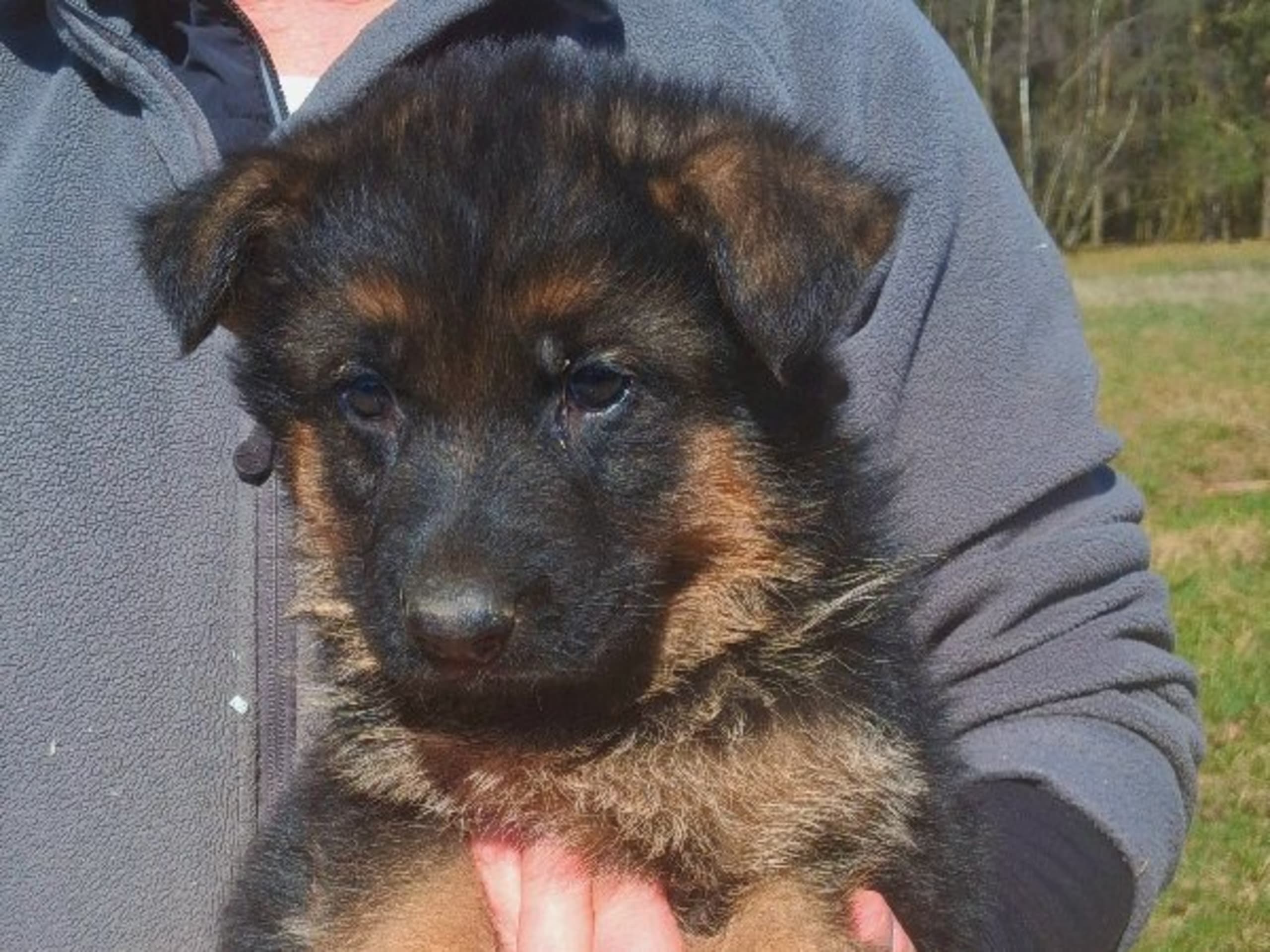Tysk Schäferhund · Sölvesborg · Ebafarmens