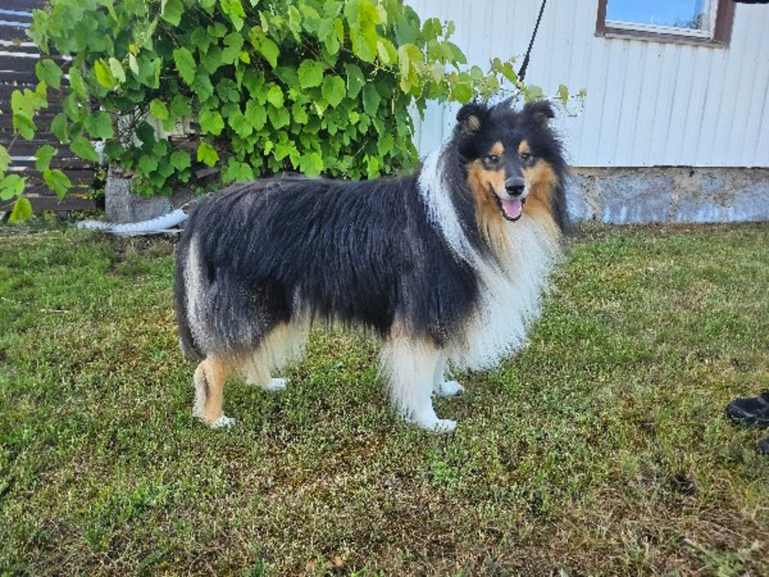 Collie · Rimbo · Galax Star