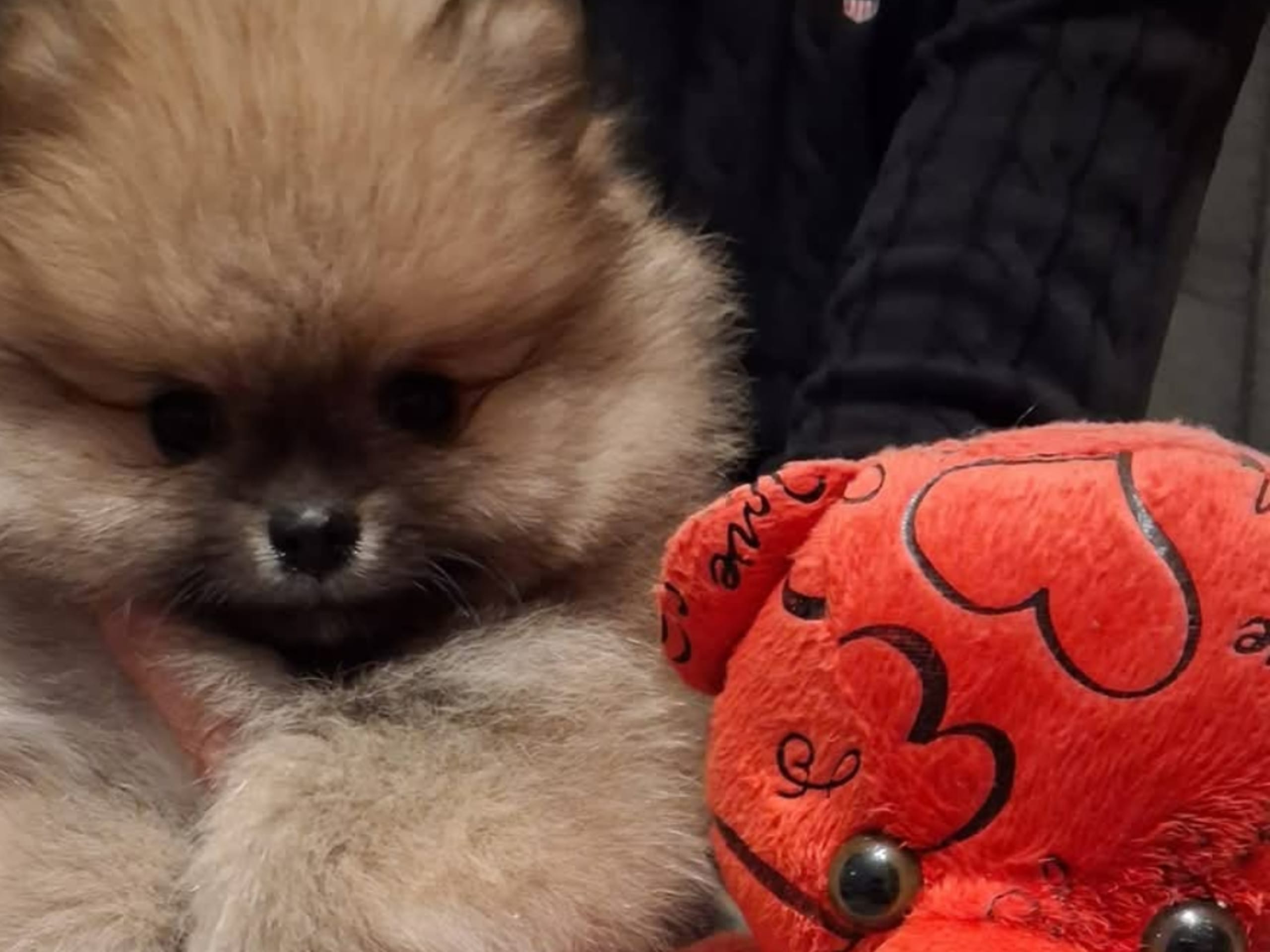 Pomeranian · Malmö · Bisera B.
