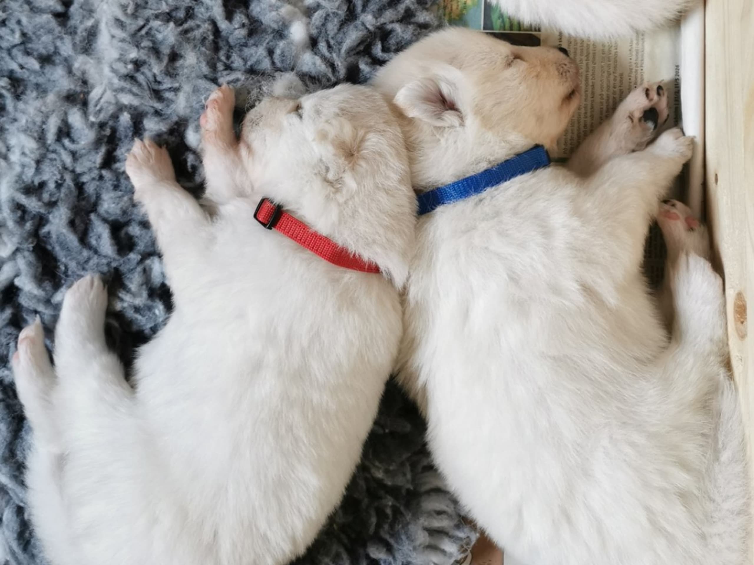Samojedhund · Älvsjö · Annika Granlund