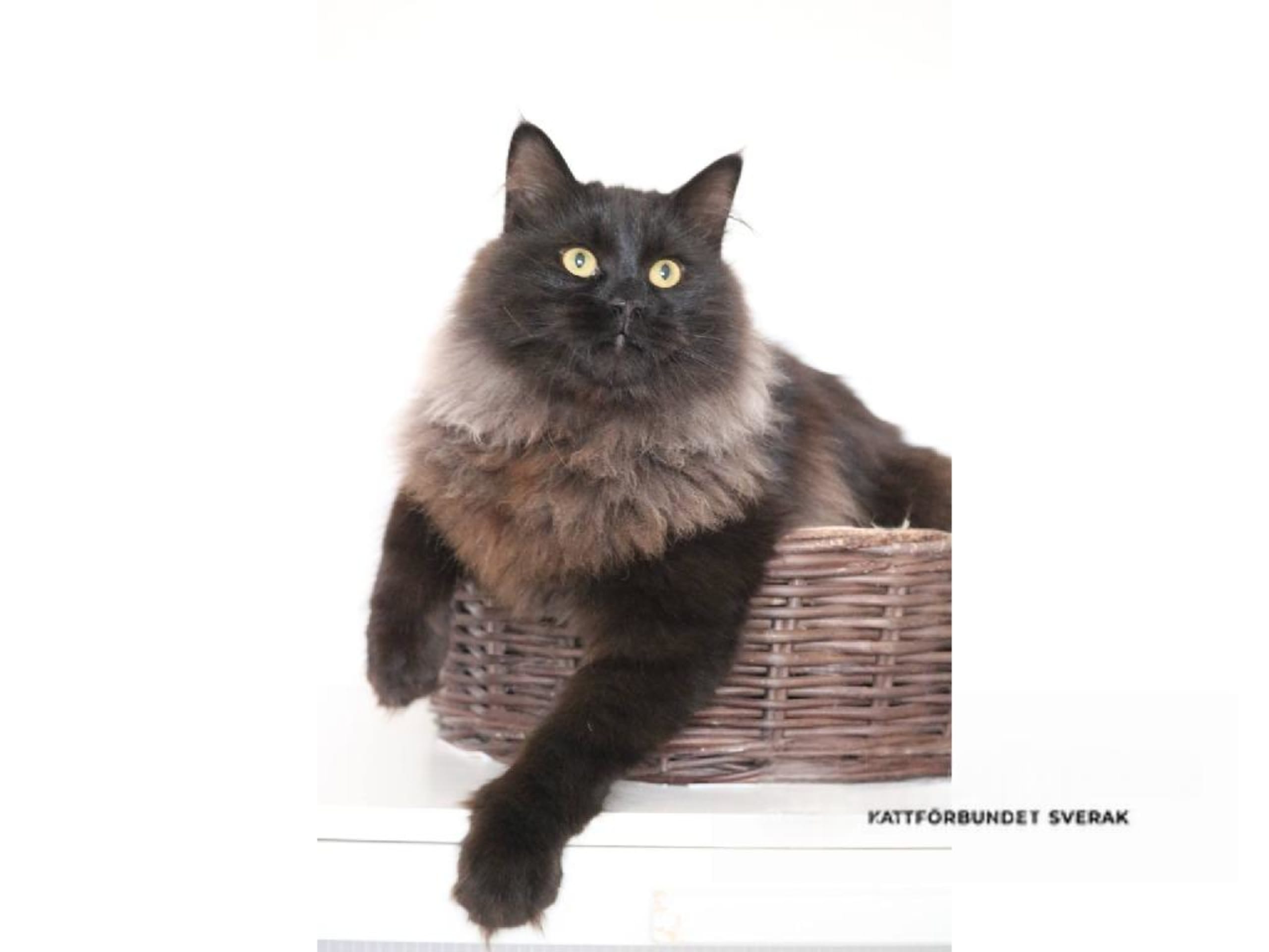 Sibirisk kat · Forsa · S*Vänorten's