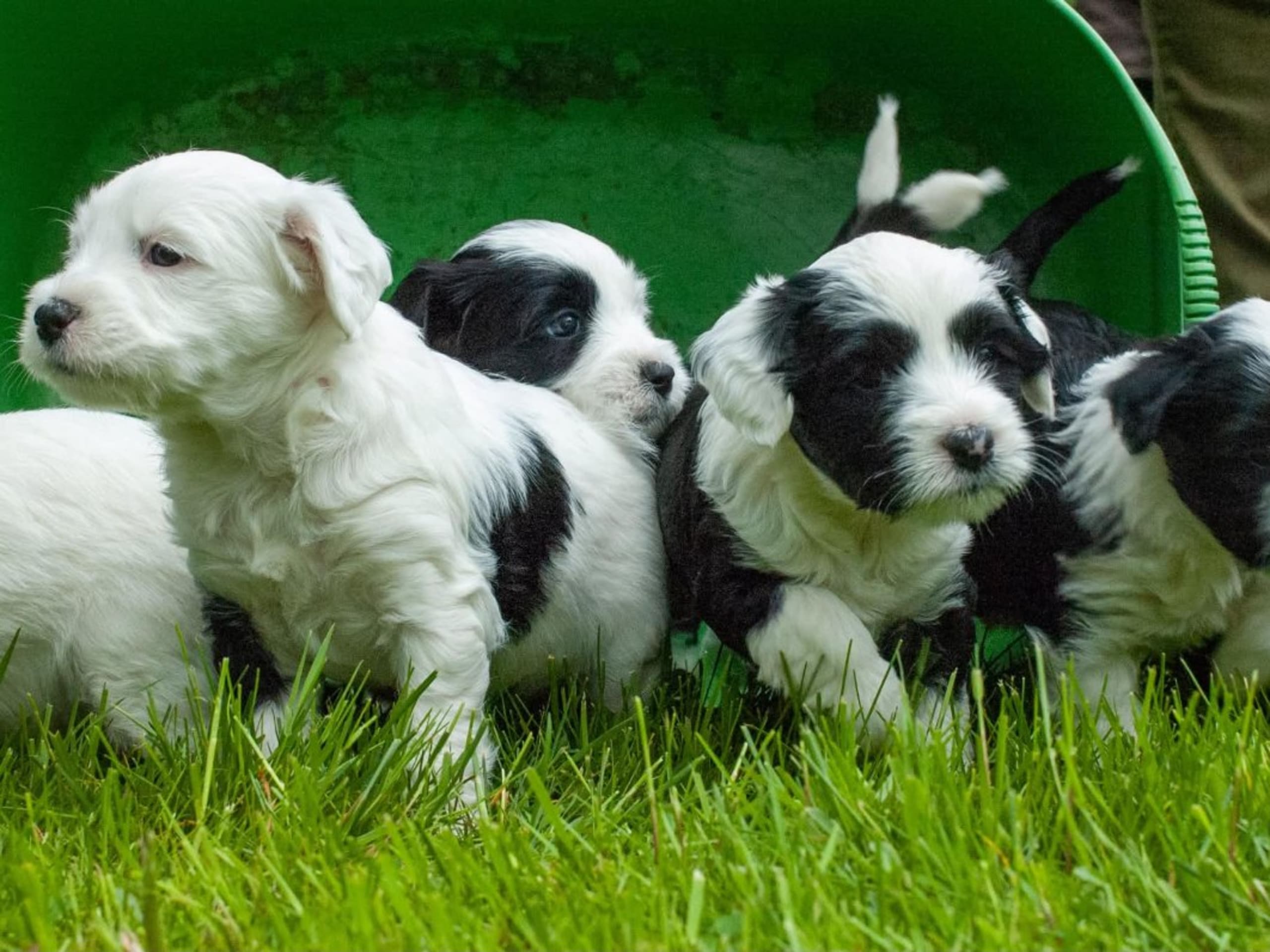 Tibetansk terrier · Forshaga · Janing's