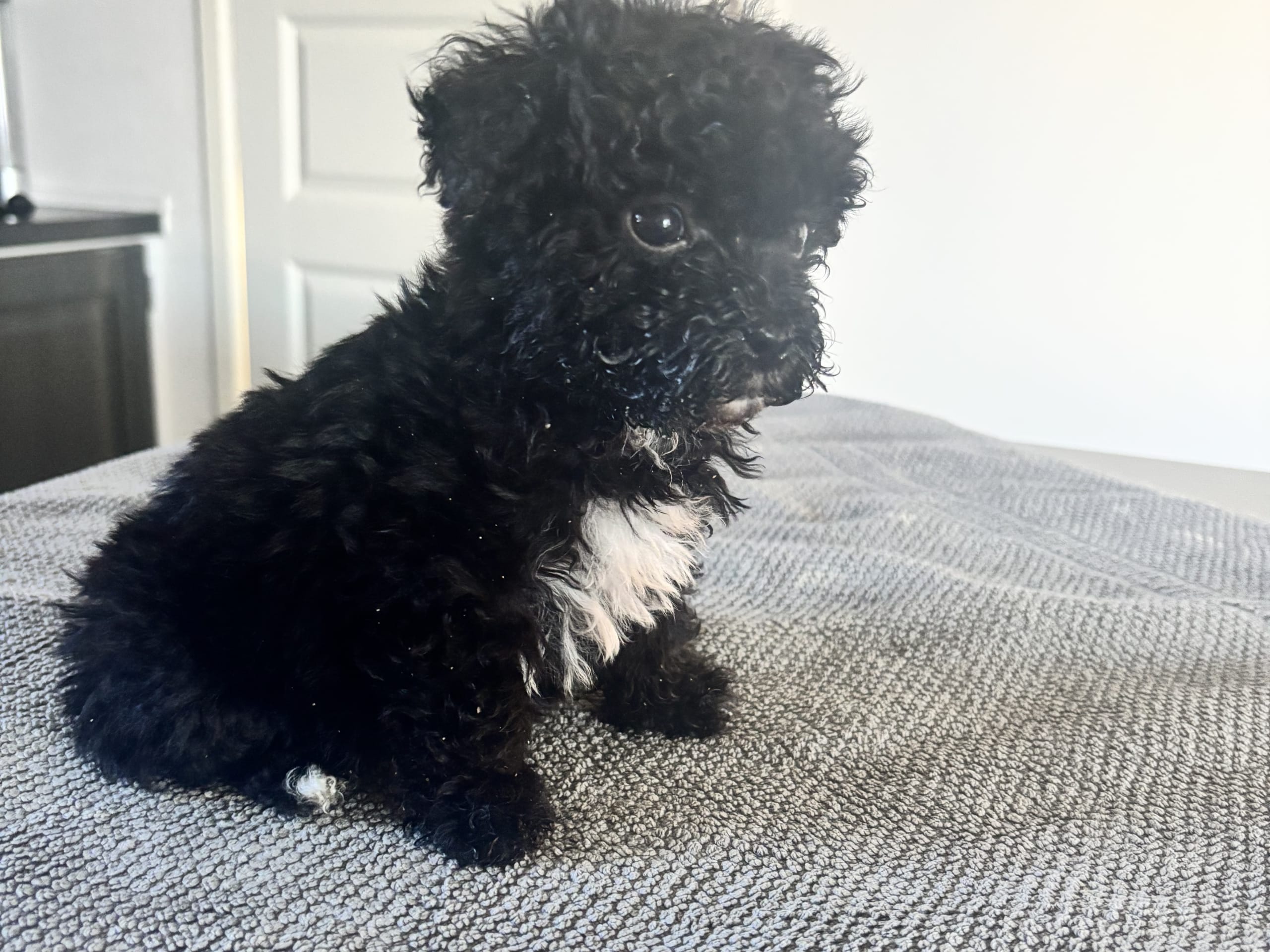 Shihpoo · Klippan · Lisa K.