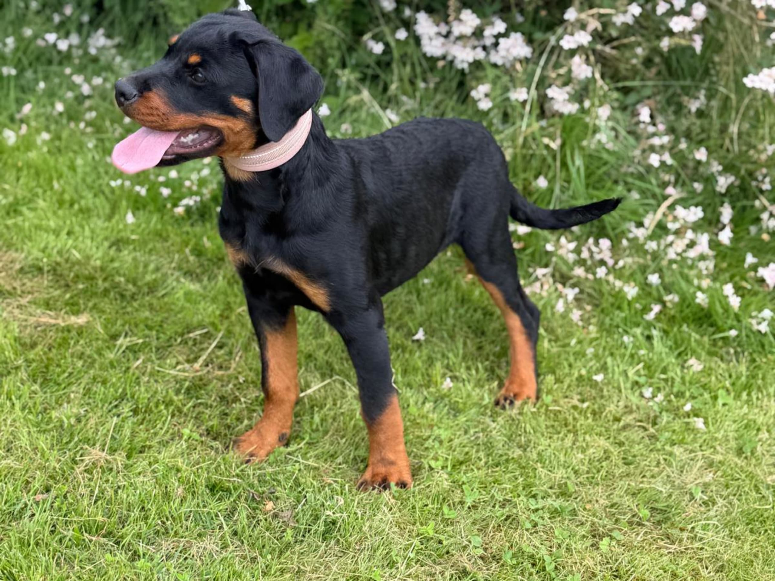 Rottweiler