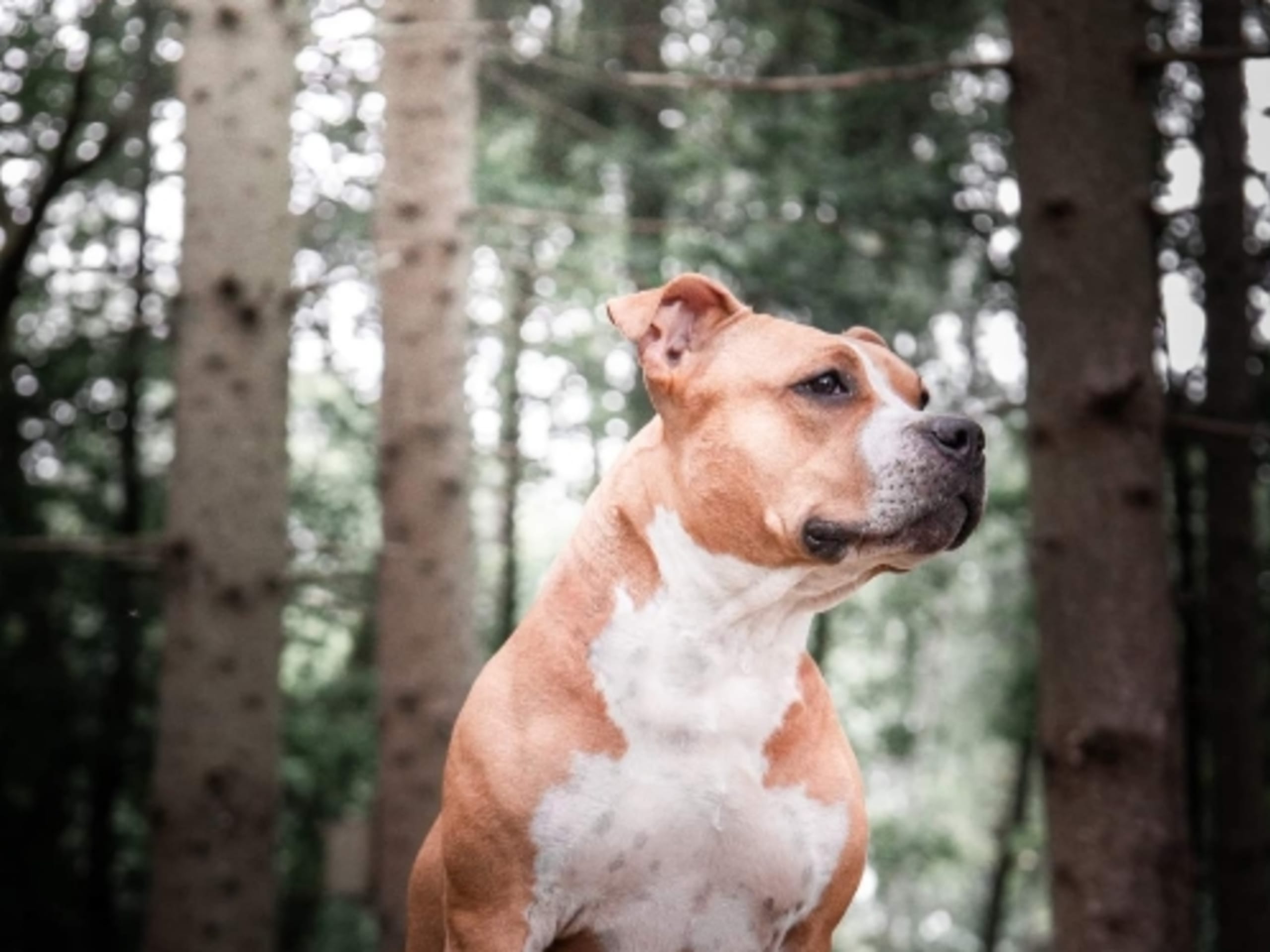American Staffordshire Terrier · Perstorp · Annicanina's