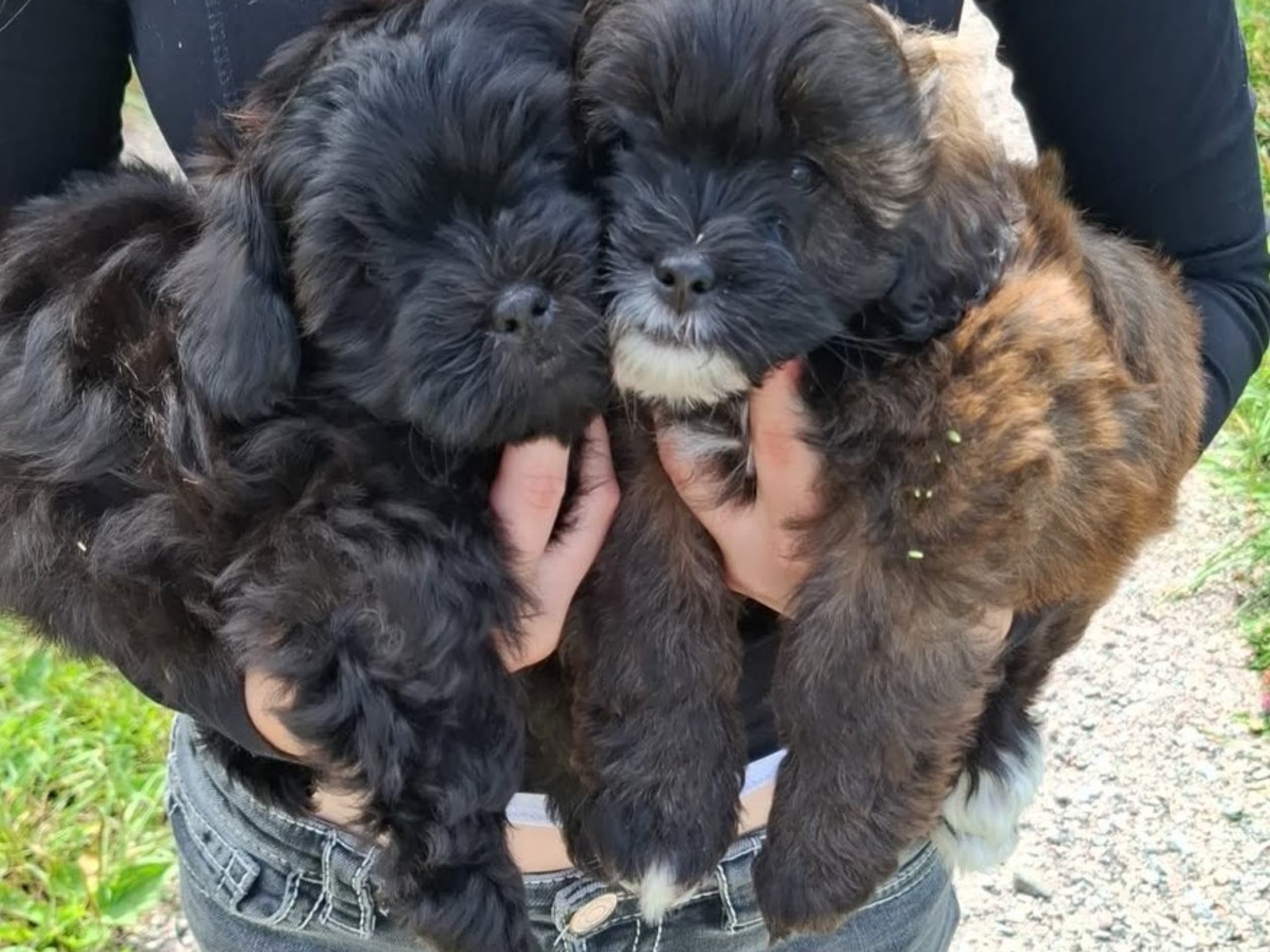 Shih poo · Sköldinge · Shihpoo
