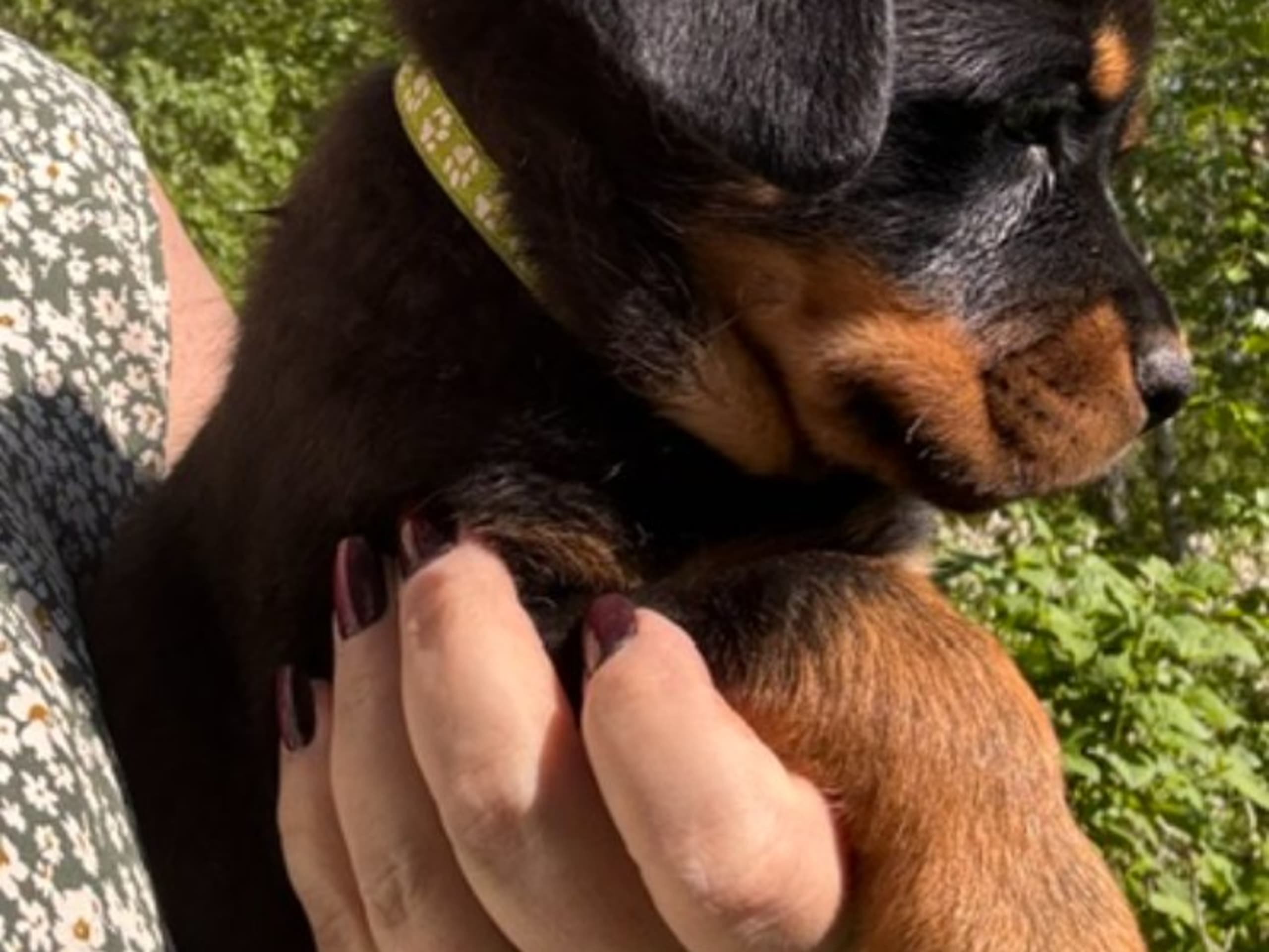 Rottweiler · Kåge · Nordkalottens