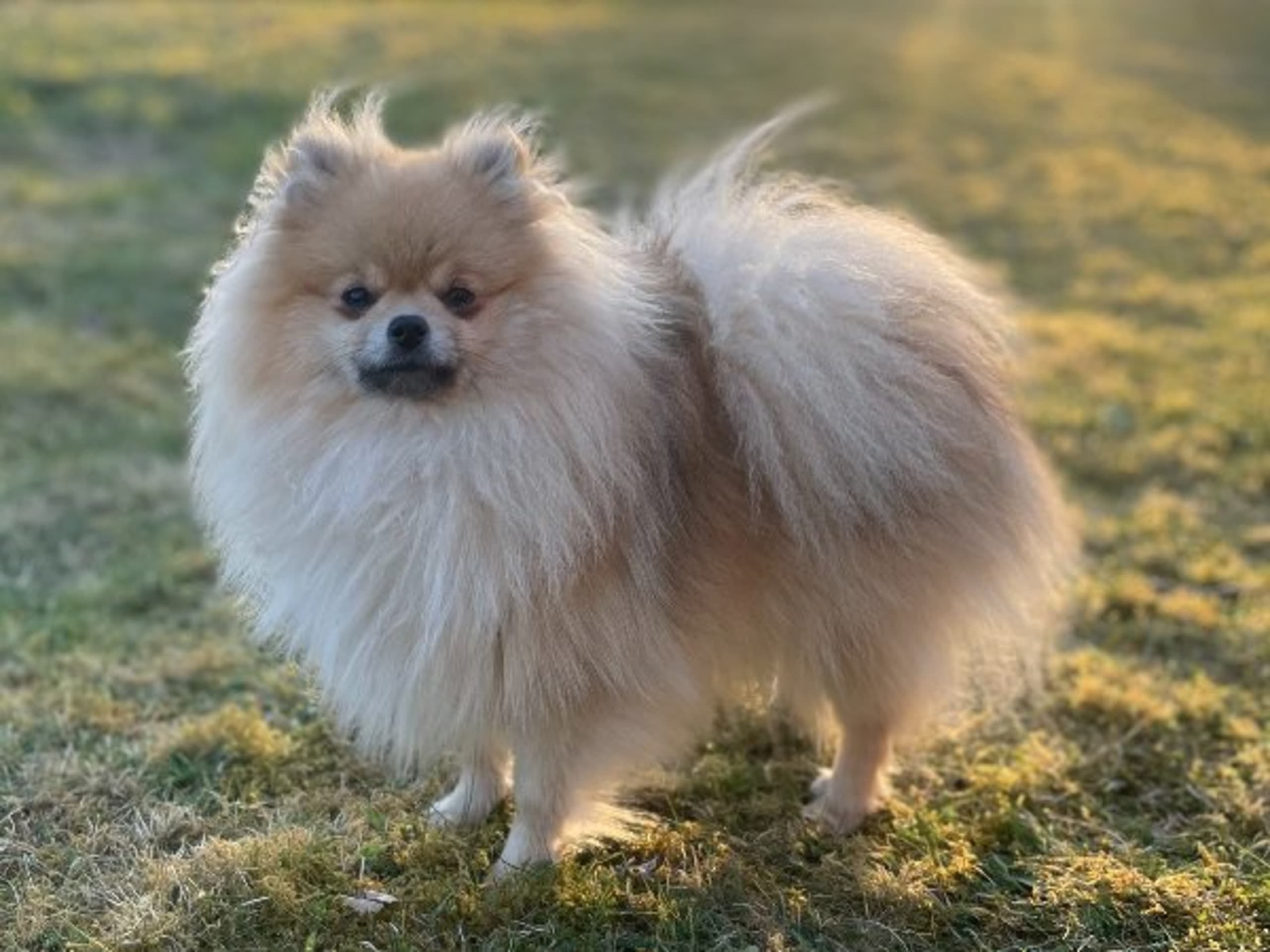 Pomeranian · Svenljunga · Alfridas