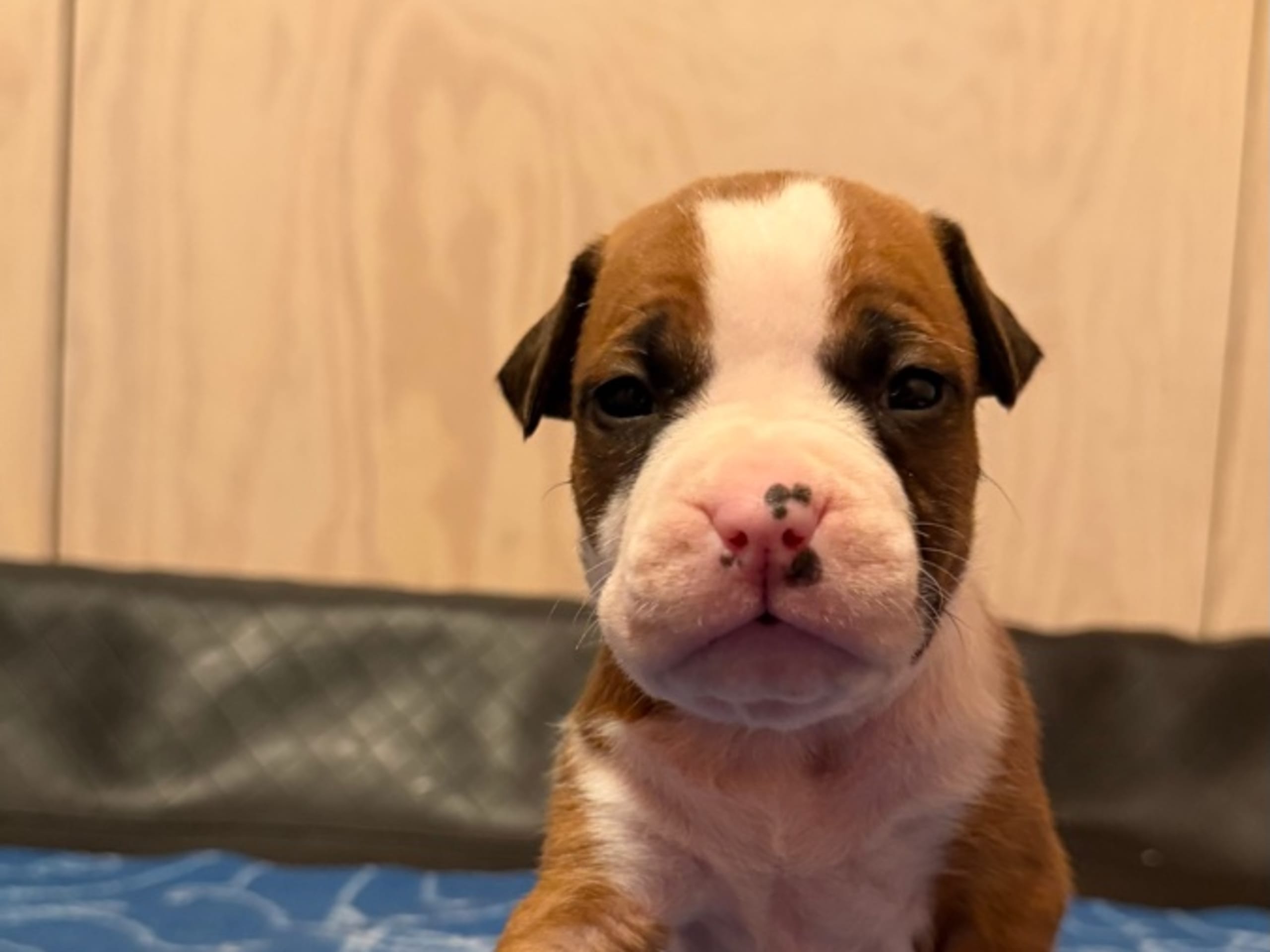 American Staffordshire Terrier · Kista · Patrick Nielsen Amstaff