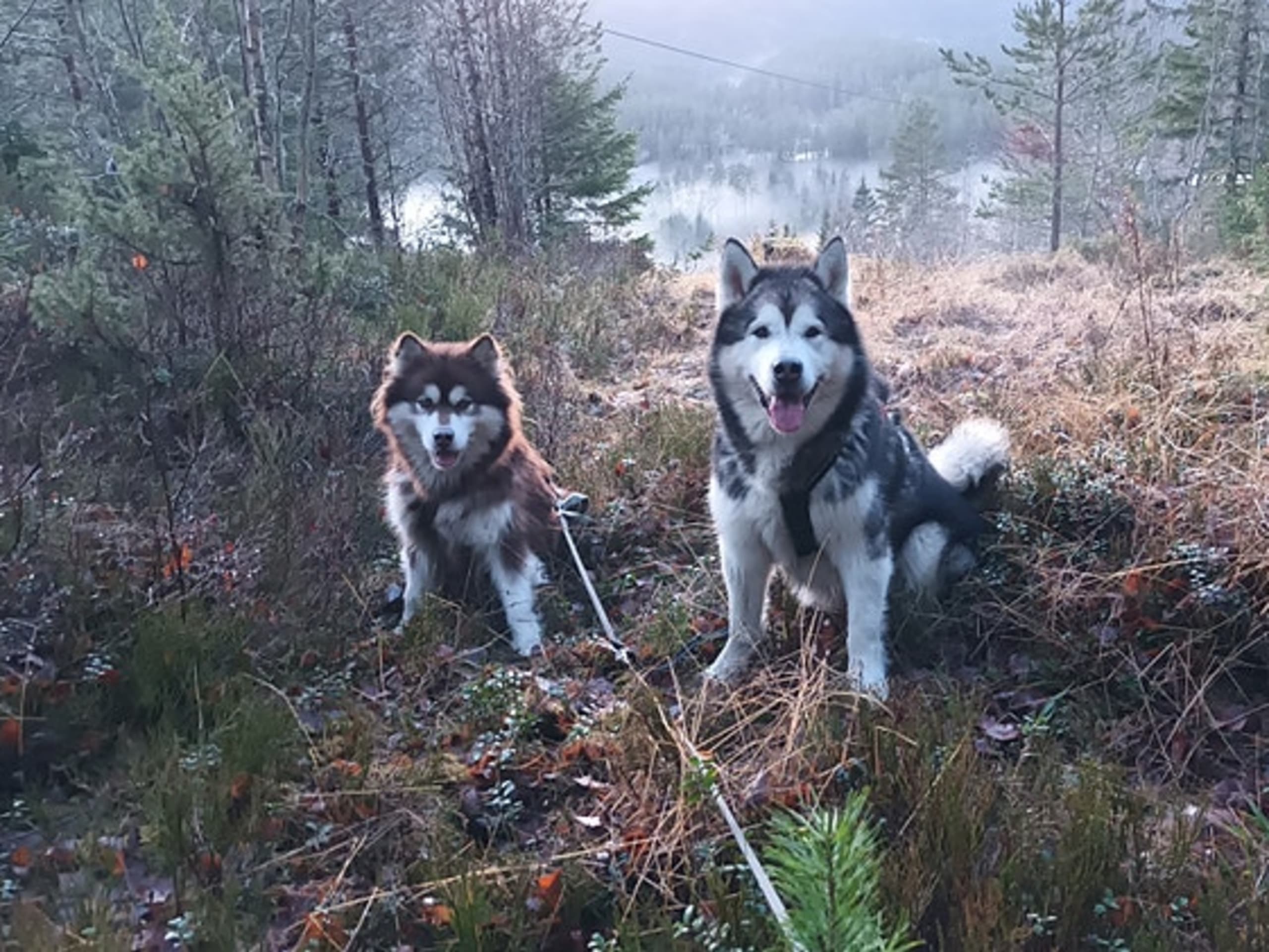 Alaskan malamute · Seljord · Kennel Kitchaq