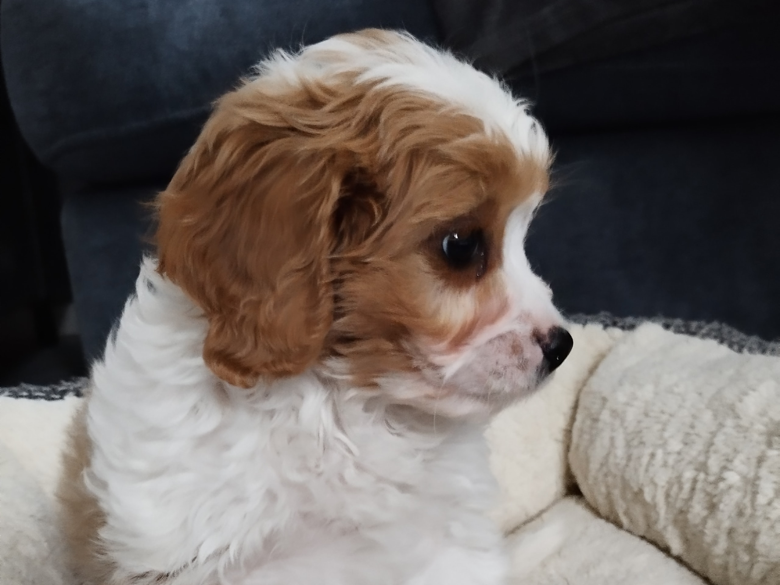 Hjortkvarns Cavapoo