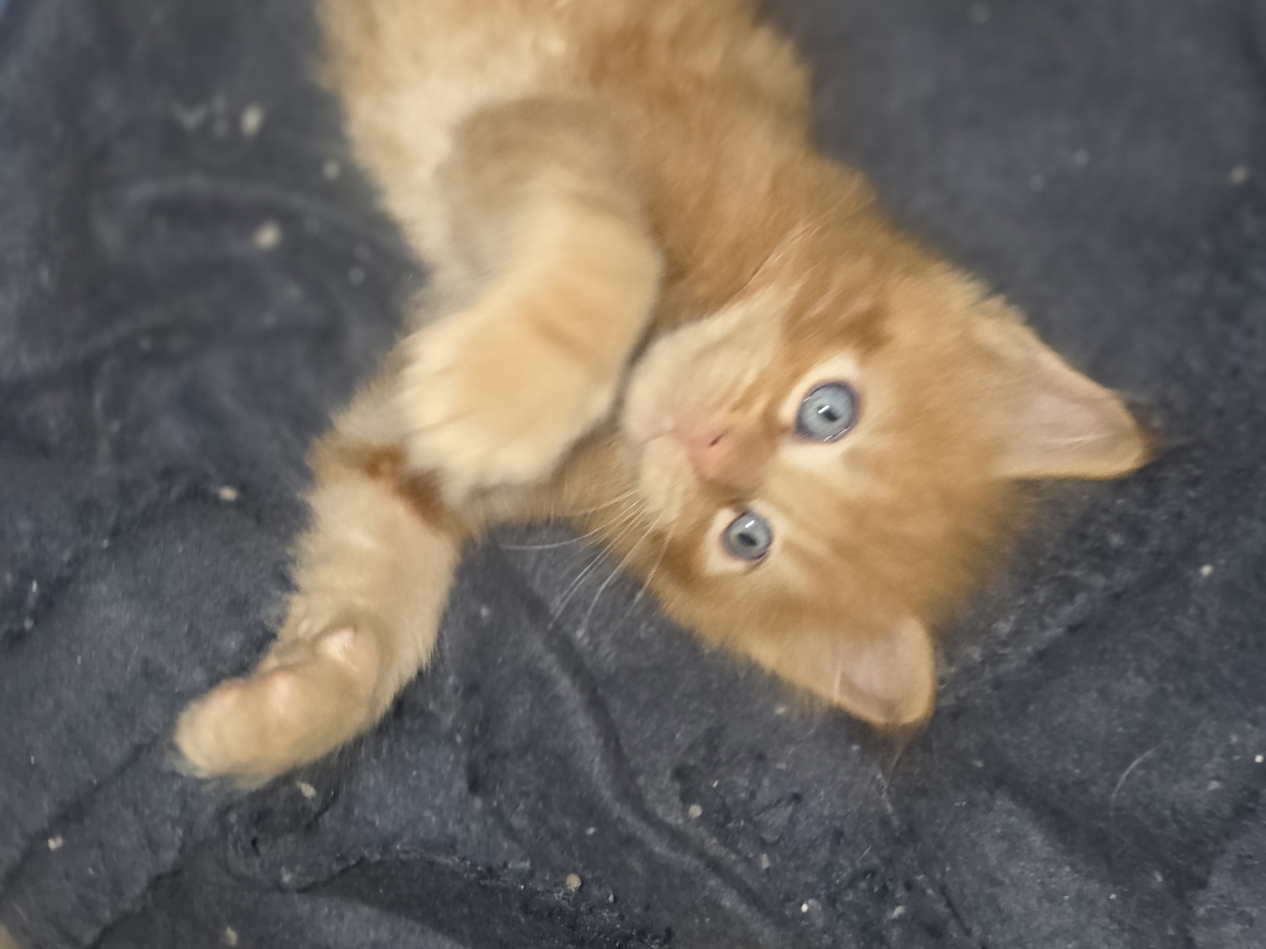 Maine Coon