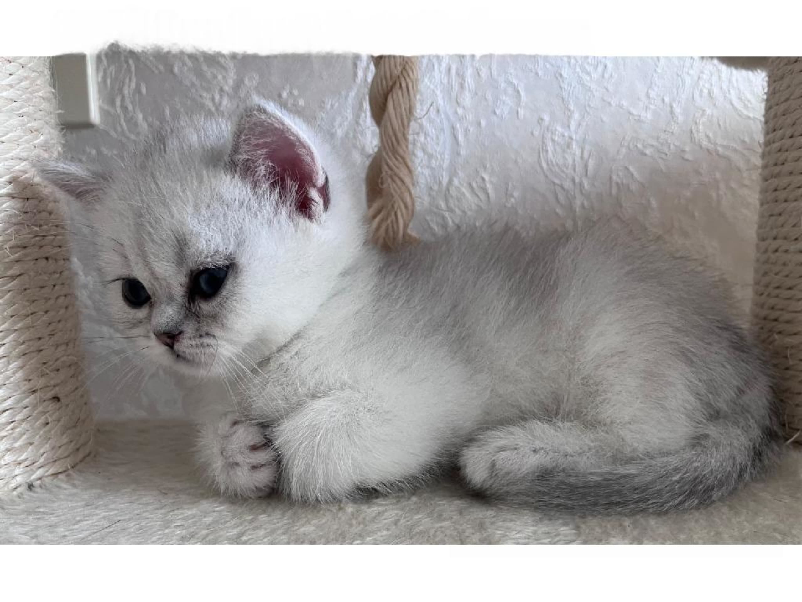 British Shorthair · Åby · SE*Amber Ice