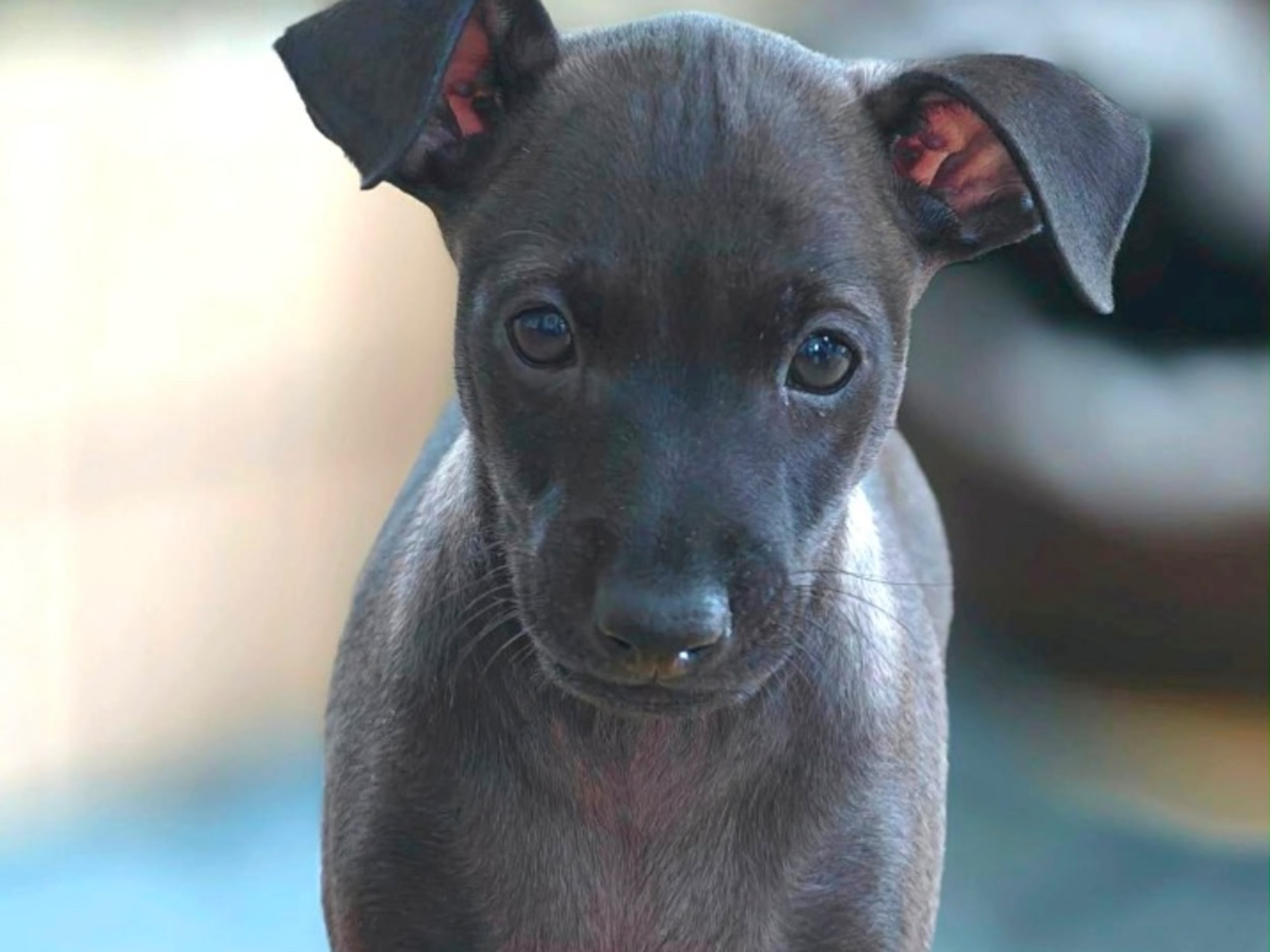 Italian Greyhound · Björklinge · Nuvoloso