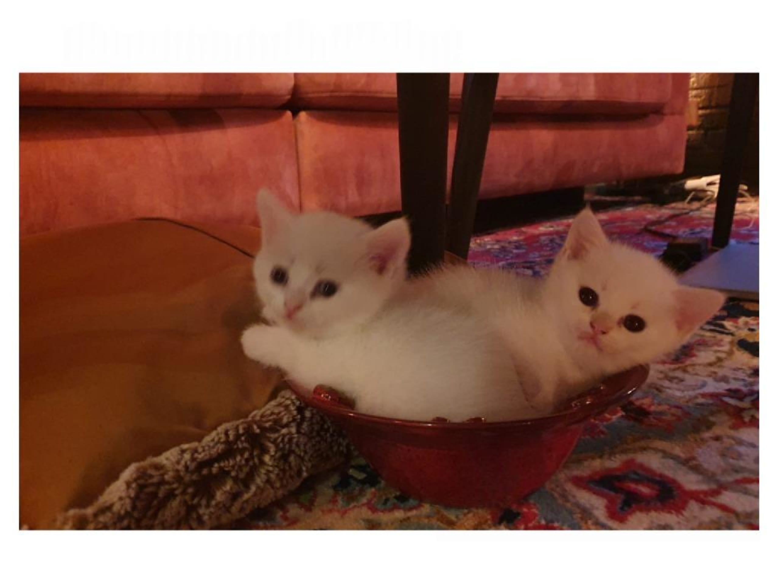 British Shorthair · Löddeköpinge · SE*SnowflakeVelvet's
