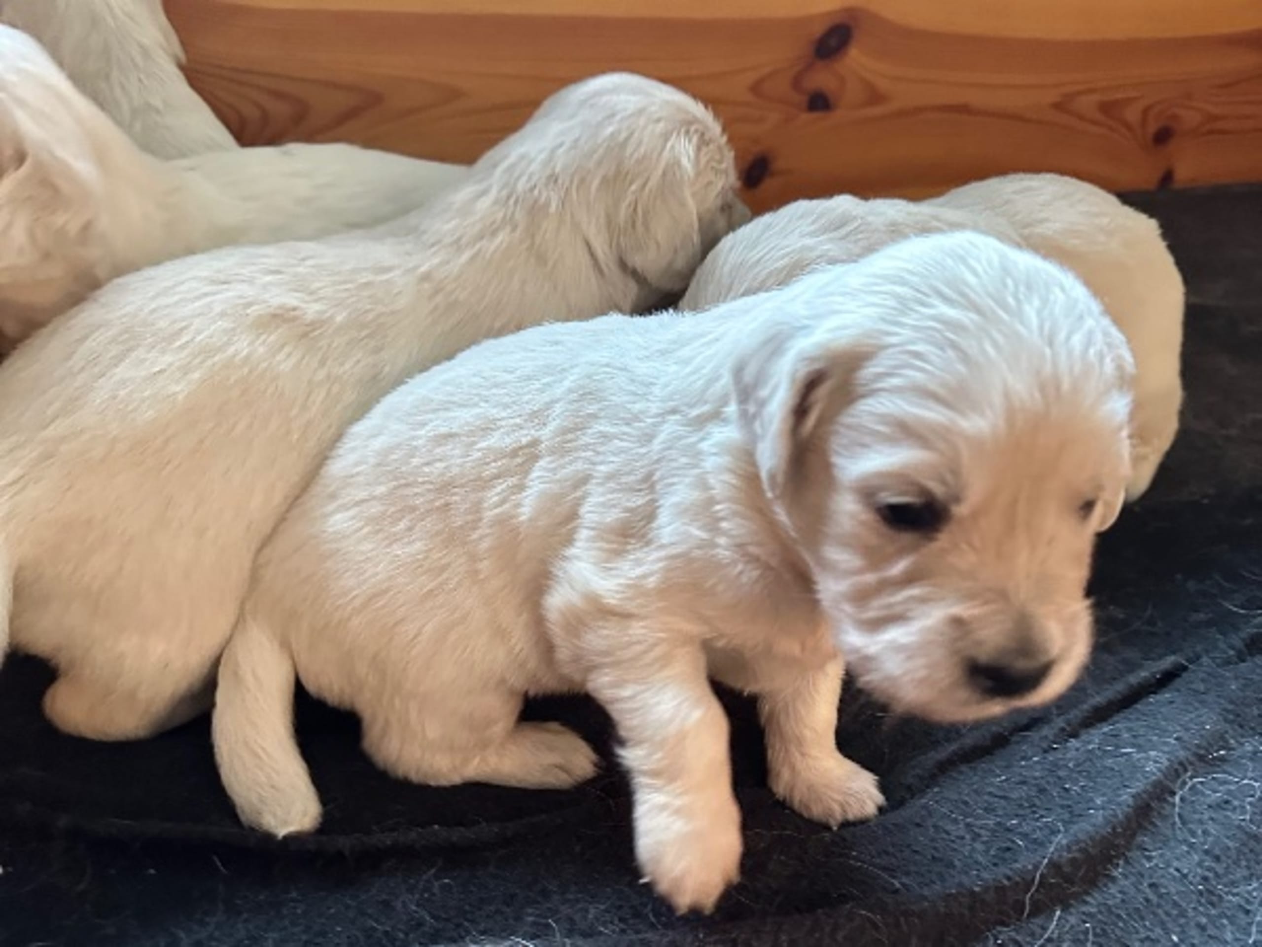 Golden Retriever · Mariestad · Fanzia