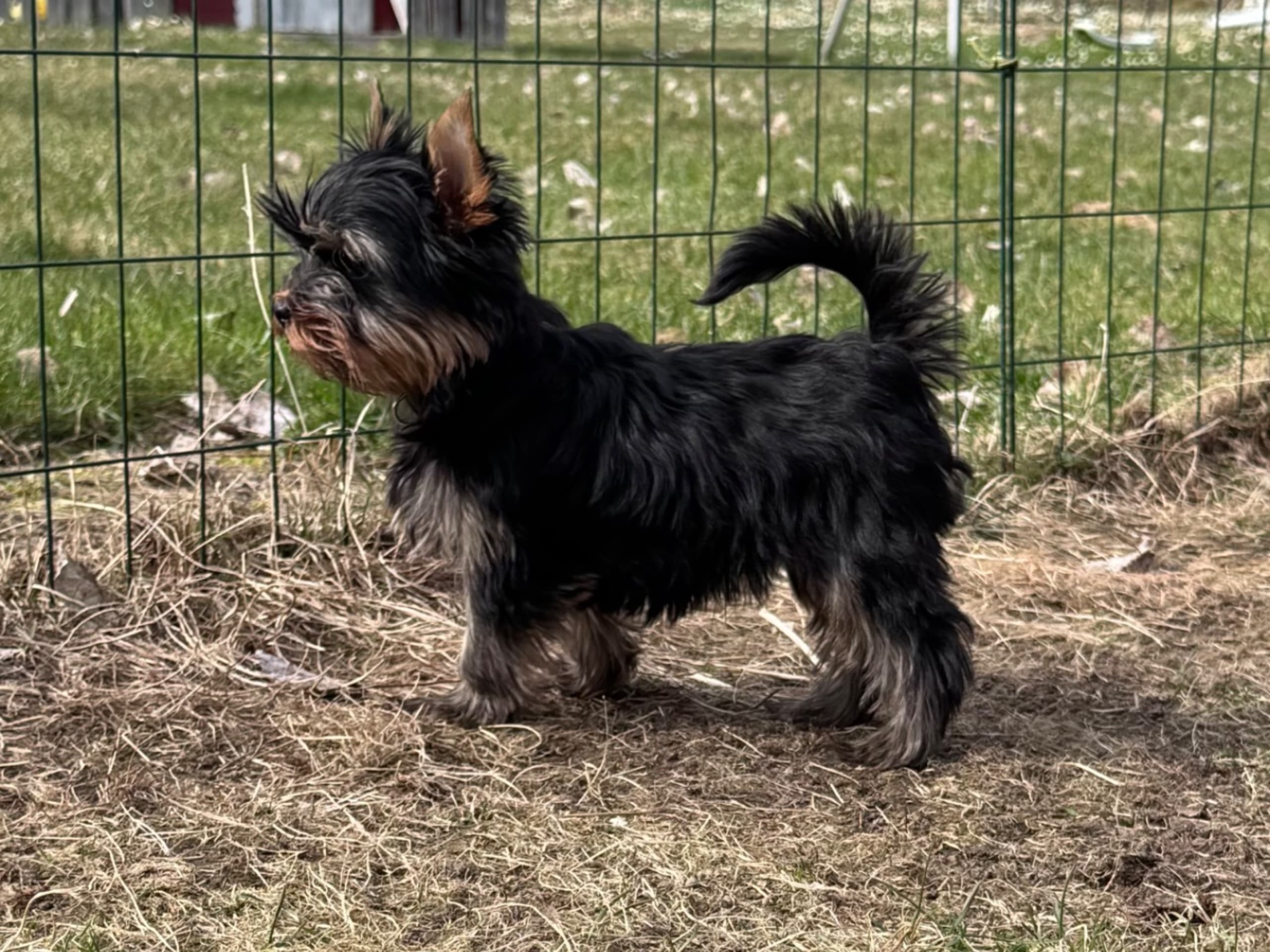 Yorkshire Terrier · örebro · Augusta Star’s